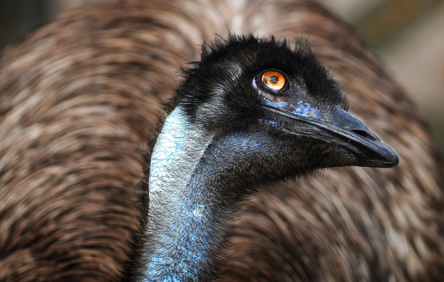 Wagner Visuals - fl wildlife photography