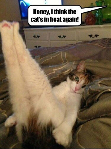 honey-i-think-the-cats-in-heat-again.jpg