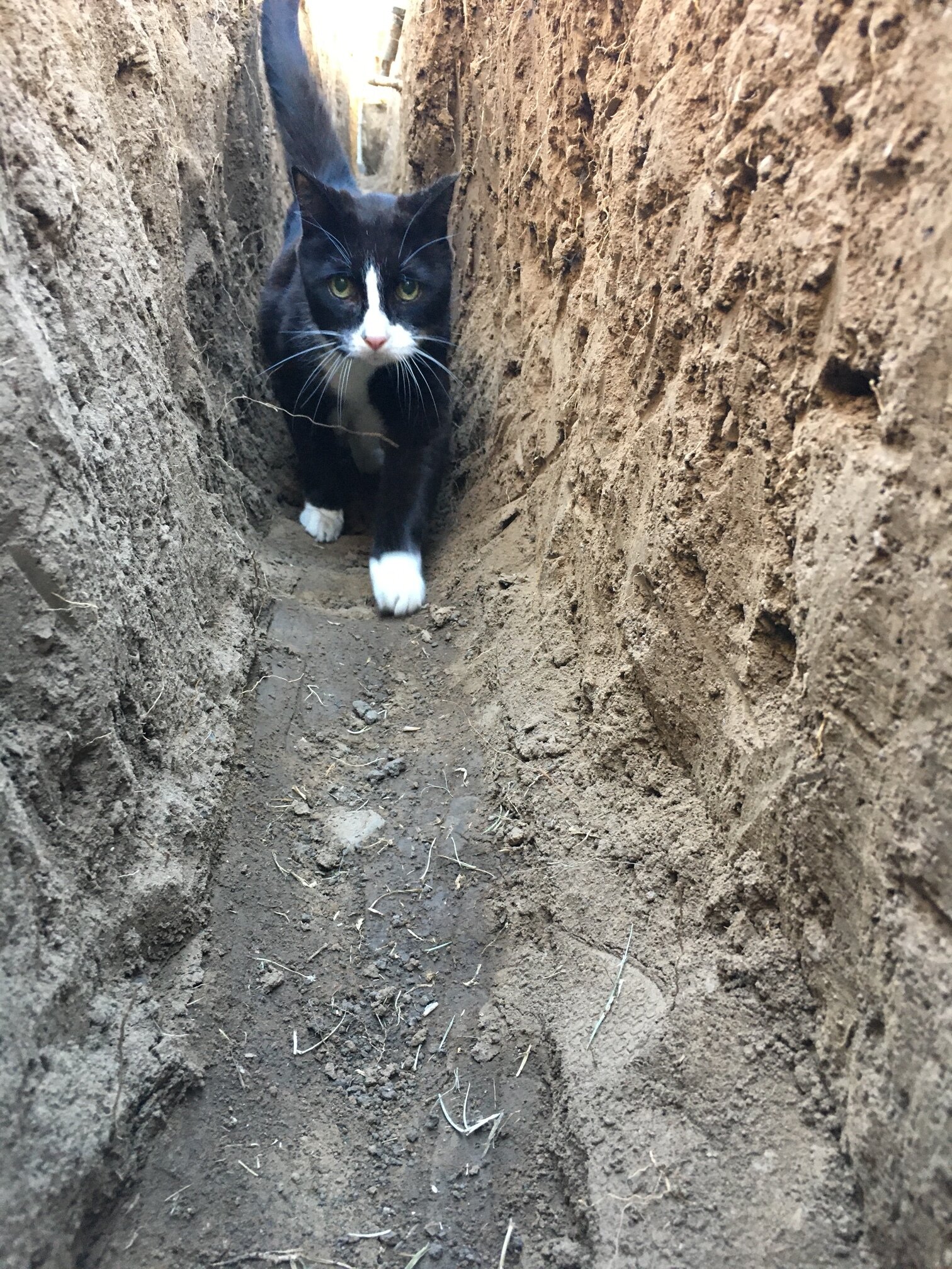 Lolo's Trench Cat