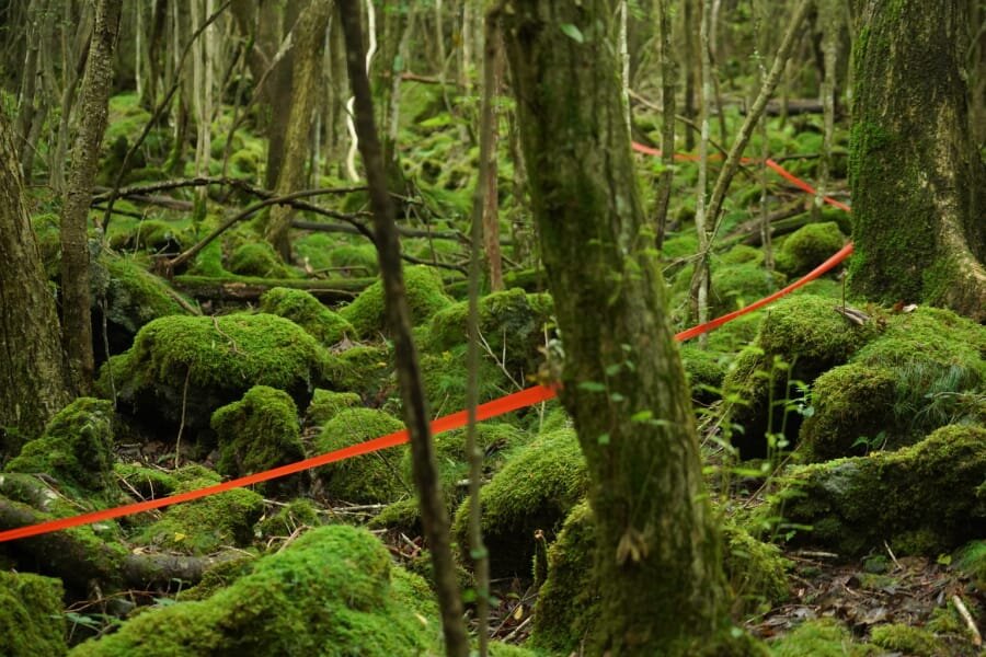 Tape leading into the forest