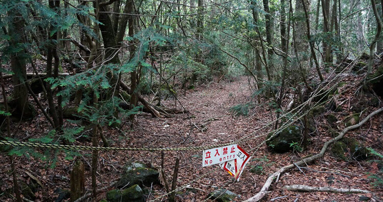 No entry signs across forest trails