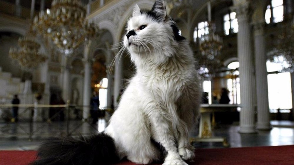 Hermitage Cat