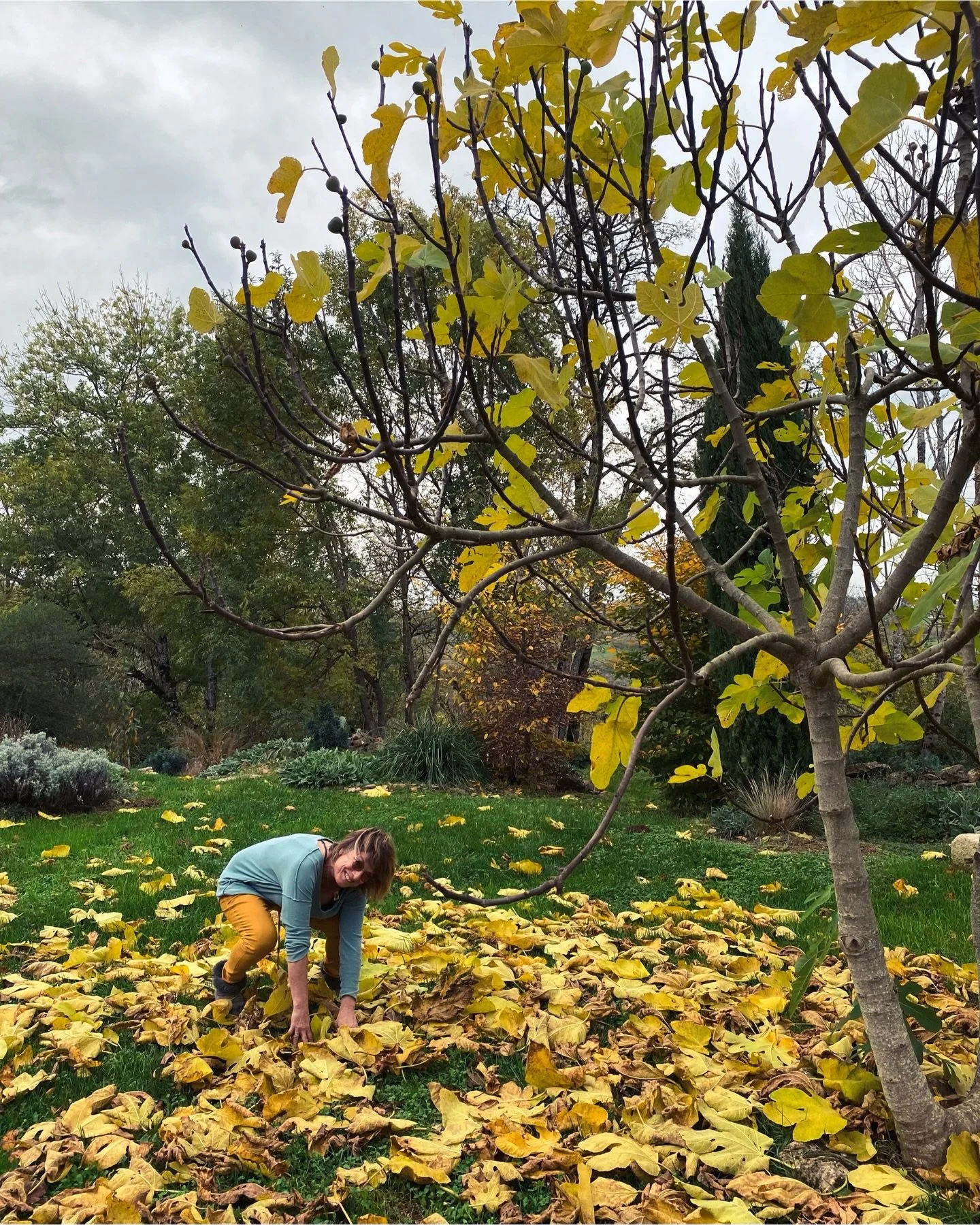 🇫🇷 J&rsquo;adore ce figuier &mdash; un cadeau de notre voisin, cueilleur, troubadour, pirate punk Steven (que son &acirc;me vogue en paix). Un petit rejeton devenu une m&eacute;ga-pr&eacute;sence dans notre jardin 🍁

Il a attir&eacute; l&rsquo;&oe