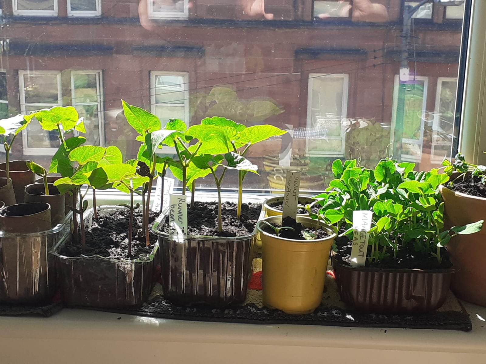 Plants growing windowsill.jpg