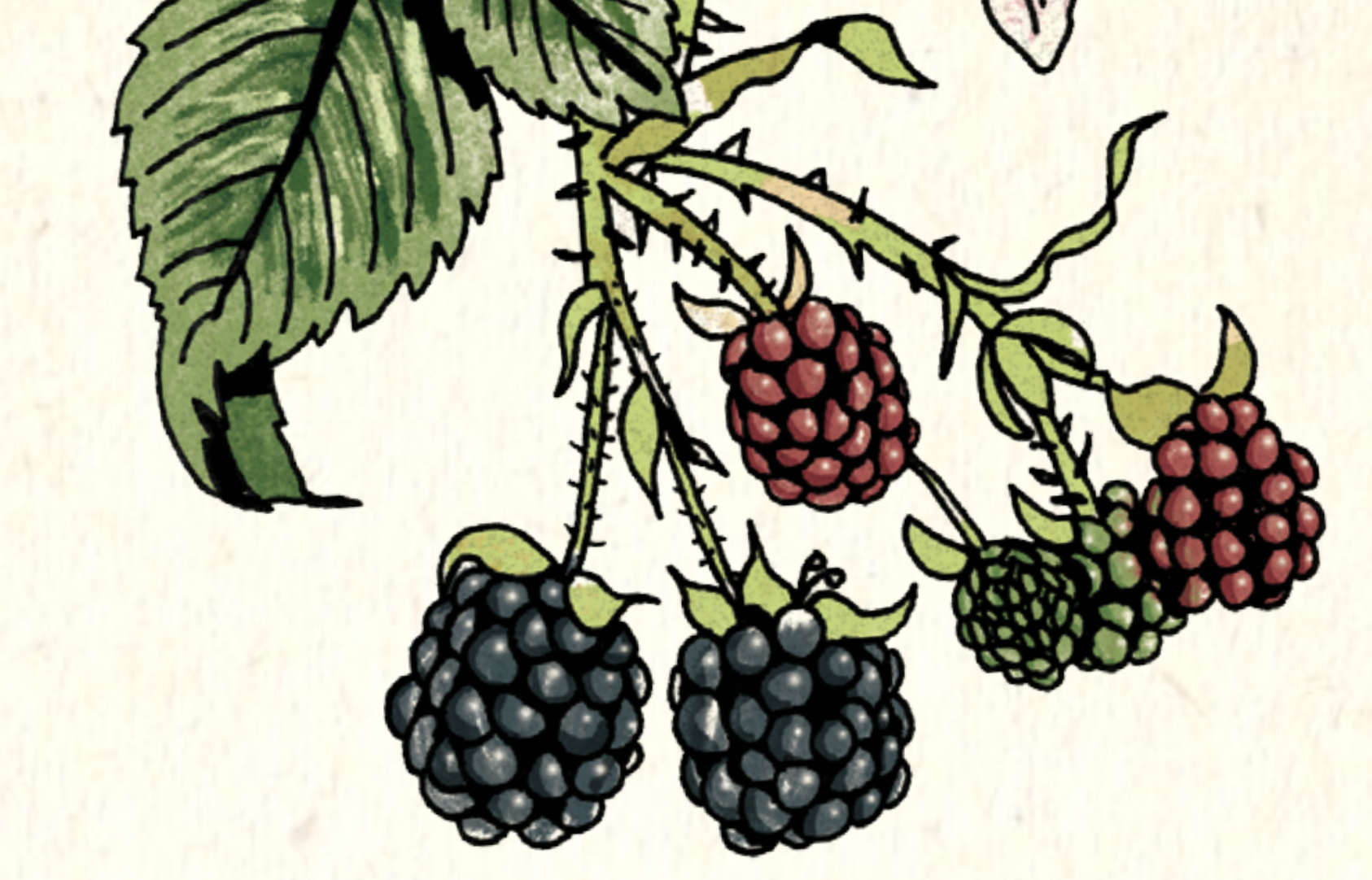 Foraging for Brambleberries • Insteading