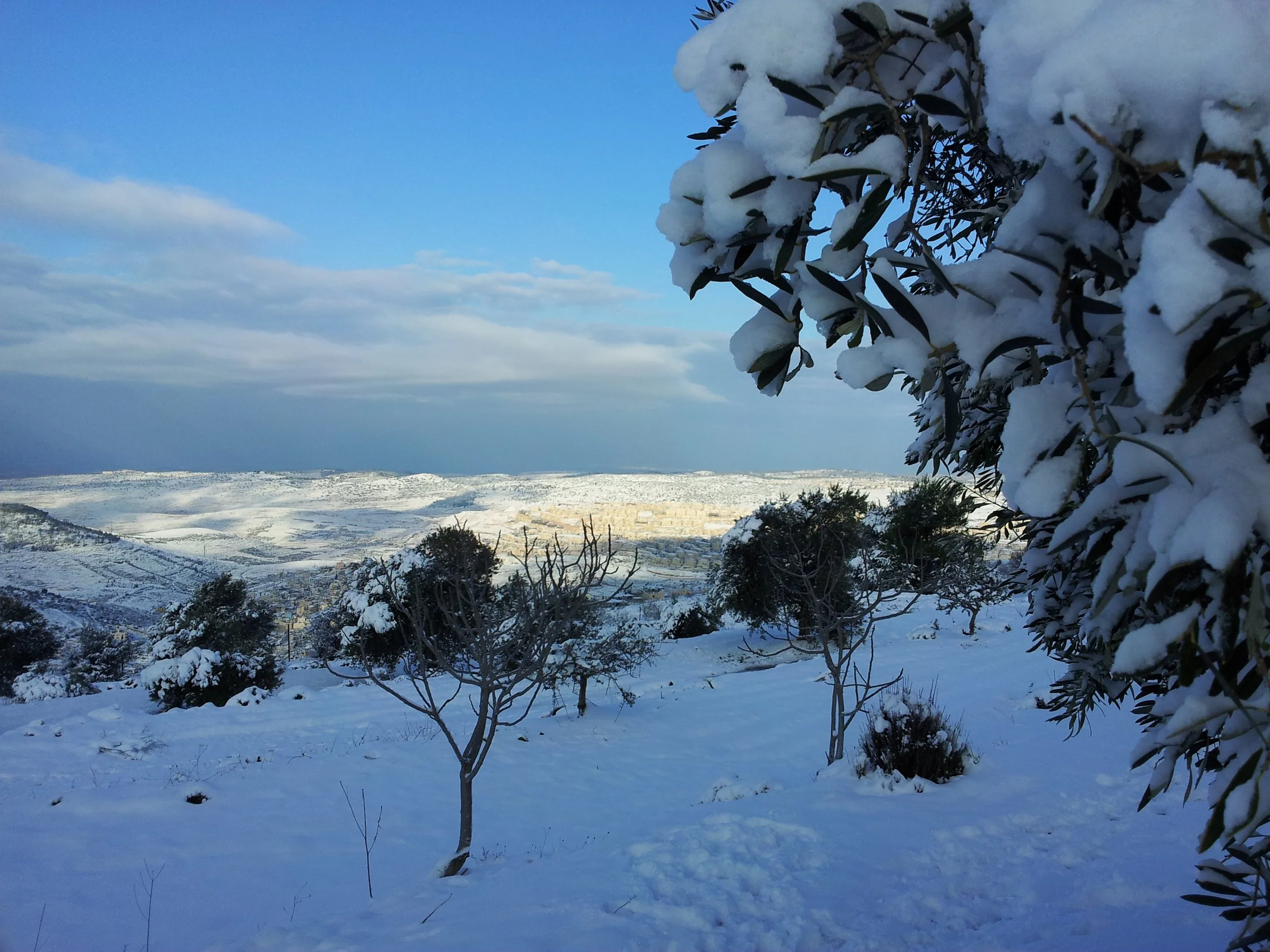 Snow-laden olive tree looking over a wintery Westbank (2014).jpg