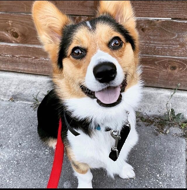 Breaking News: TGD New Orleans has a Corgi in for training....who&rsquo;s not biting!!
.
Say hi to Bacon! (Awesome name, right?) Bacon, besides being super damn cute, has a few issues, which I&rsquo;ll get to in a sec, but first, let me applaud him f