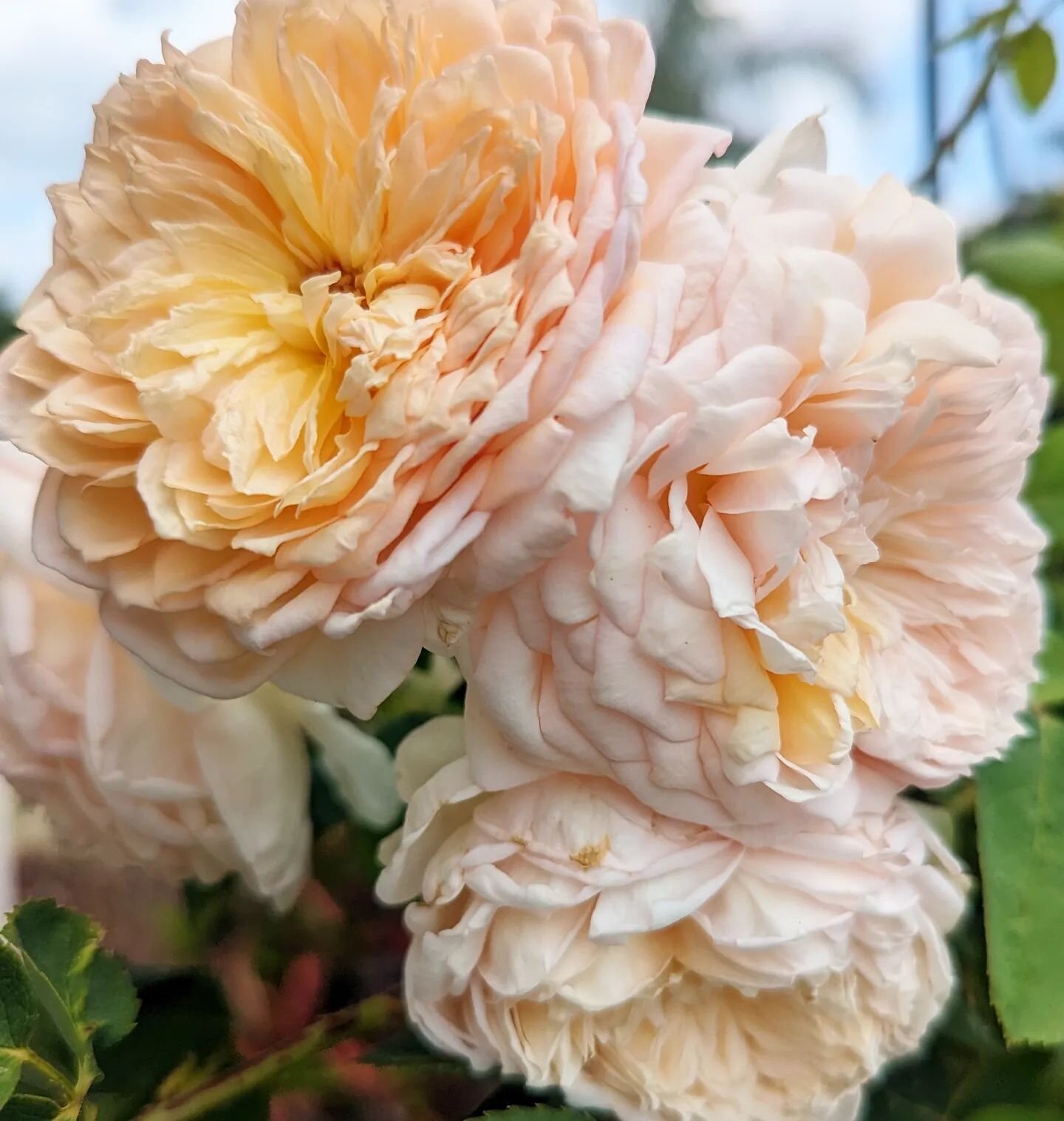 To the mothers who enrich my life with inspiration and astonishing light. I'm honored to know you and to love on you.
 
🌹@david_austin_roses Bathsheba 🌹

.
.
.
#rosesofinstagram #davidaustinroses #davidaustin #davidaustinroses🌹 #englishgardens #fr