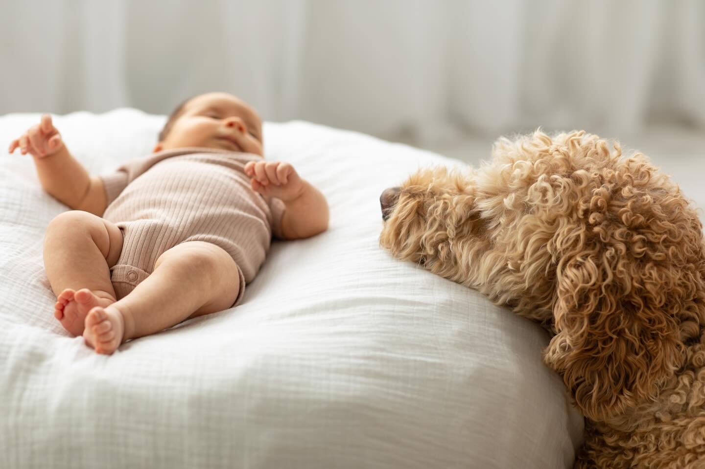 &ldquo;Can I bring my dog to my studio newborn session?&rdquo; Yes, yes, and yes! You don&rsquo;t want to miss out on the opportunity to capture a sweet moment between your pup and newborn. 

Just like this precious moment of Chester being the best b