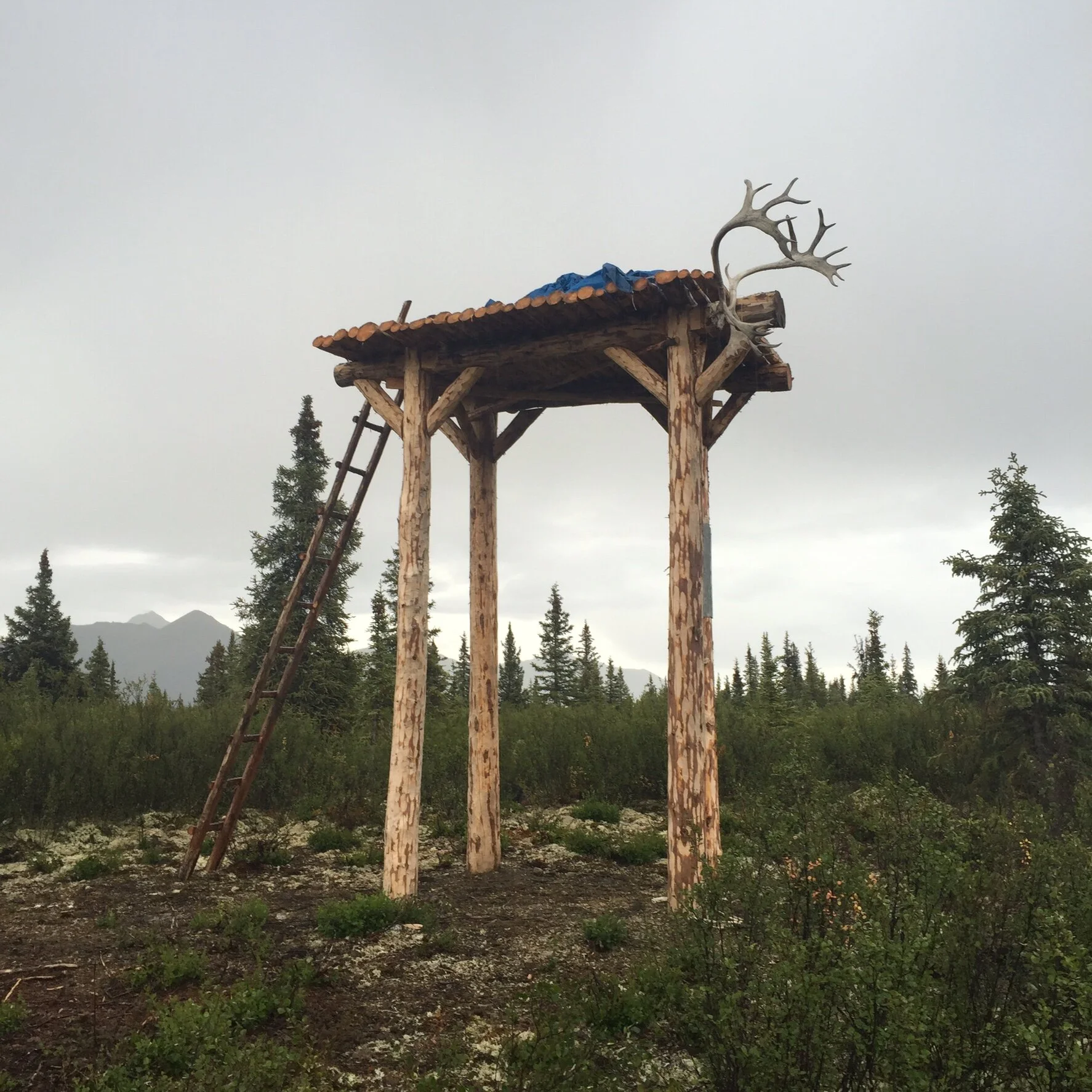 Logan Young - A7790590-0669-4927-8829-E4D7BC938BA5.jpeg