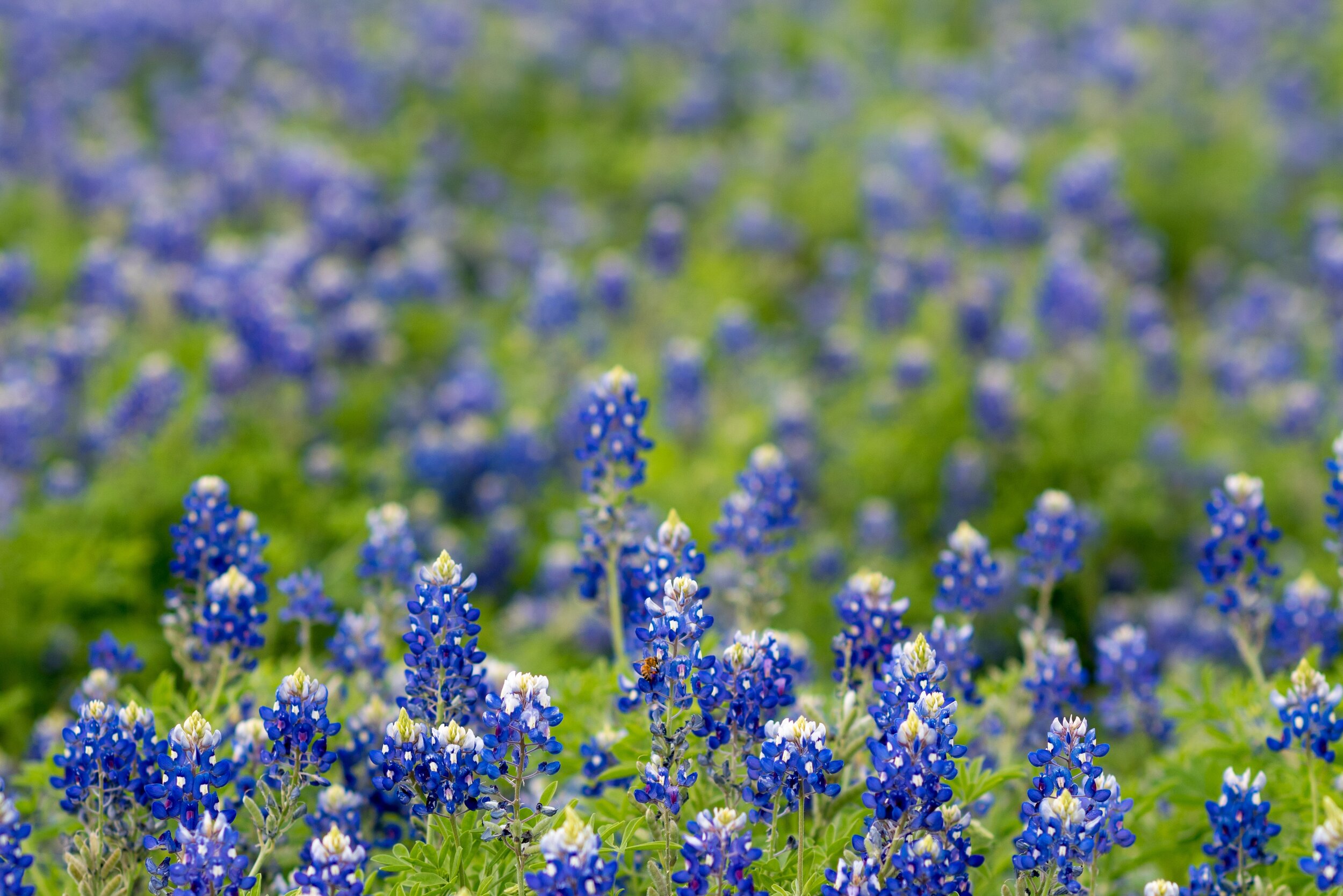 field-of-texas-bluebonnet-998065.jpg