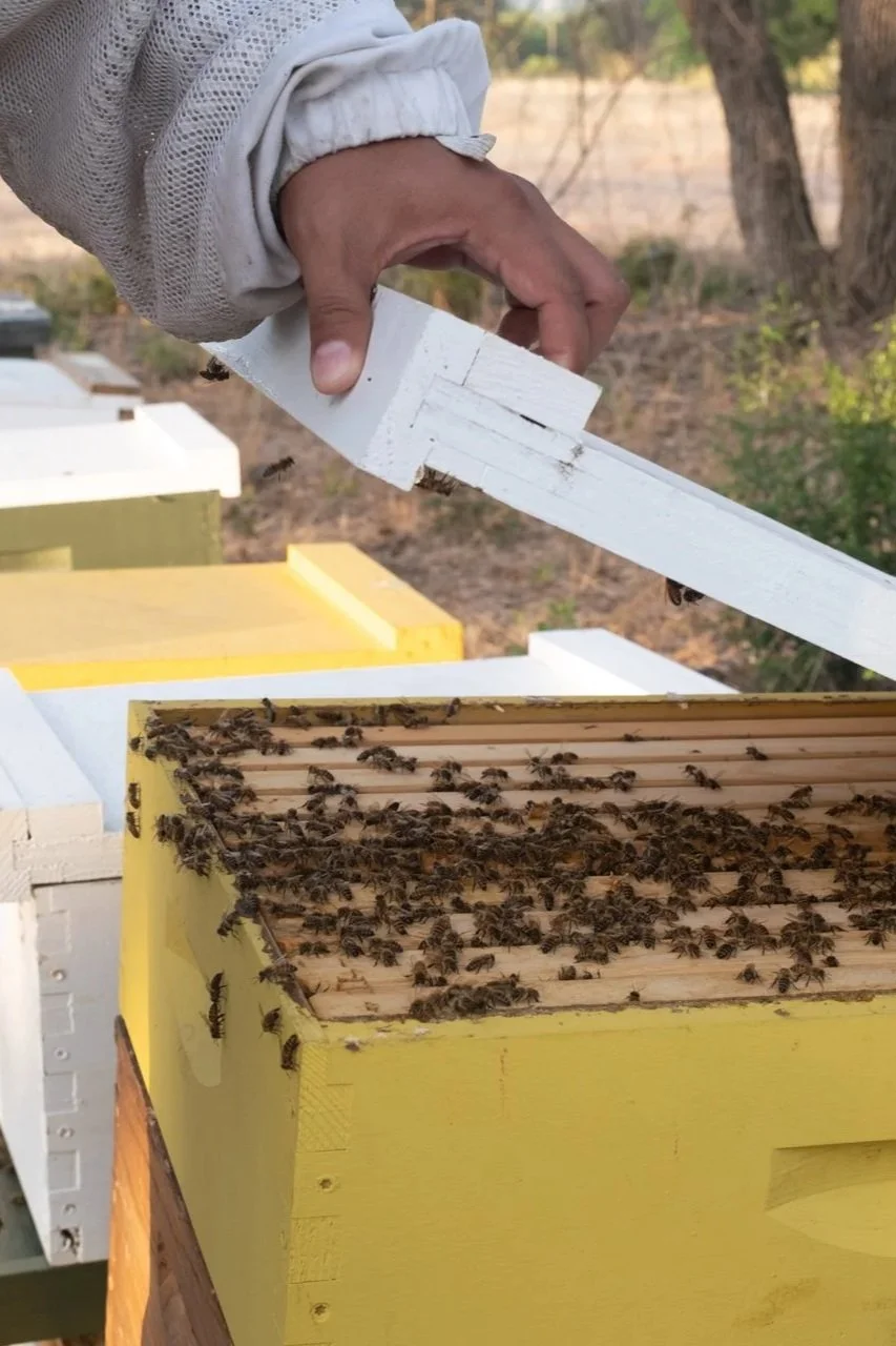 Person inspecting a colony of bees outdoors. Honey bee management, bee leasing for agricultural exemptions to save on Texas property taxes. Beekeeping lessons, education, training, rent bees, bee service contracts, agricultural valuations, nuc sales.