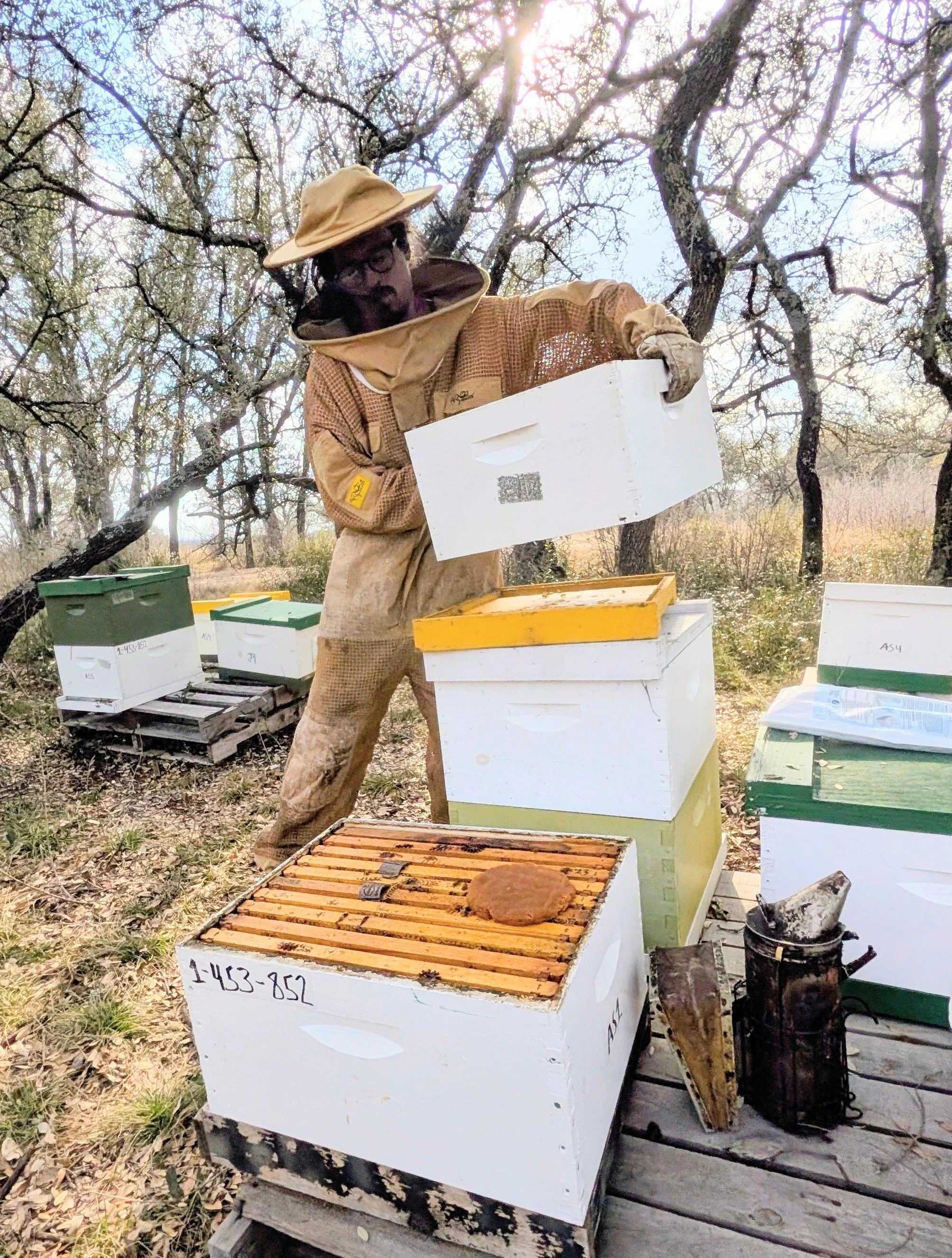 At Home in the Apiary