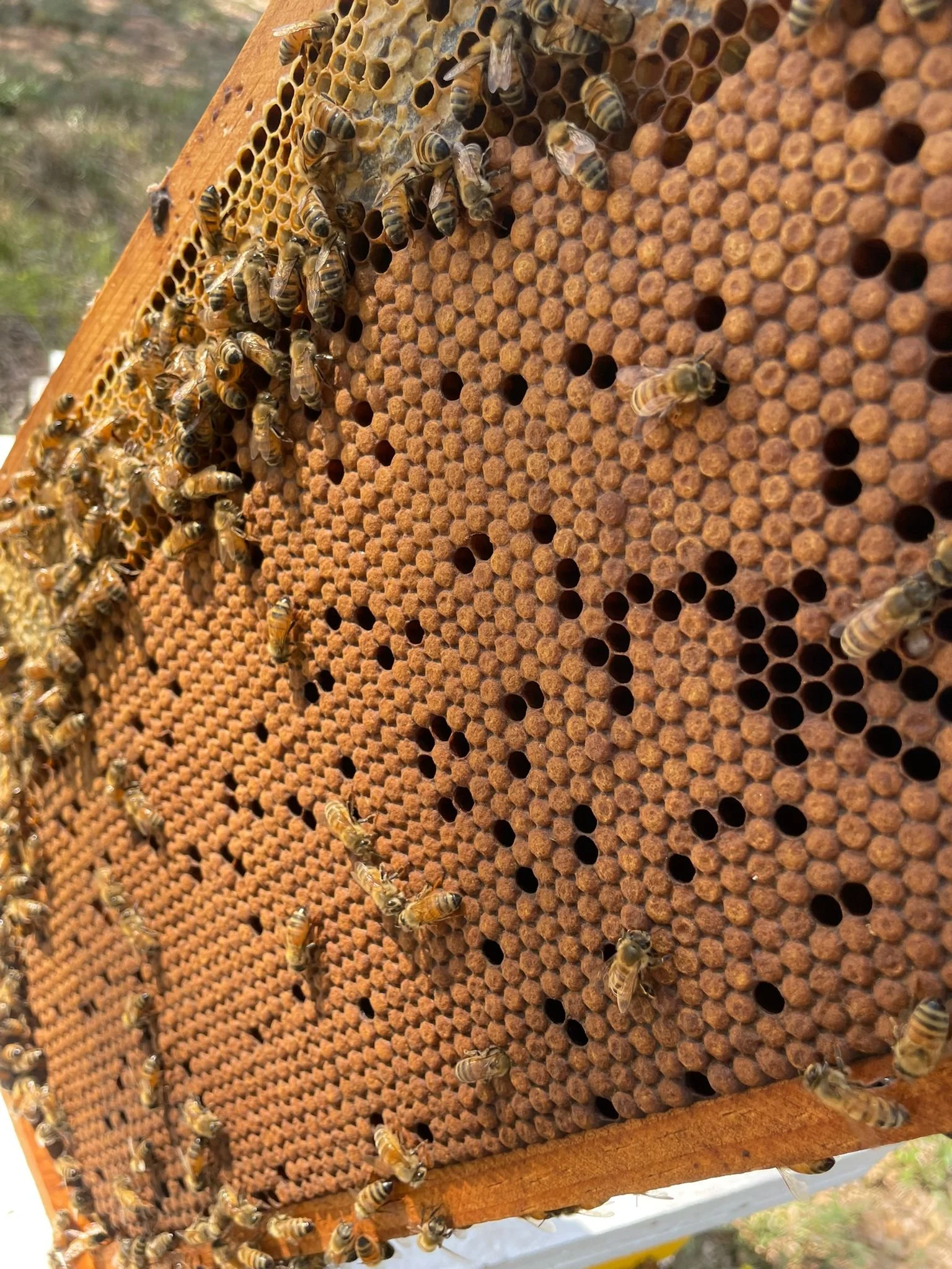 Close-up of a honeycomb frame with worker bees and brood on it, from a honey bee colony.