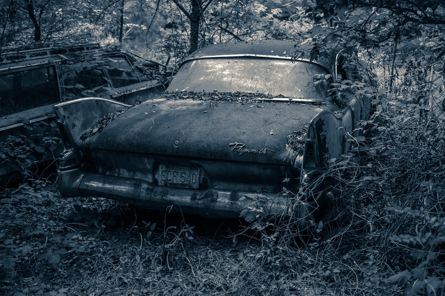 Decayed in the Shade