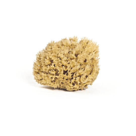 MEEKA Honeycomb Body Sea Sponge