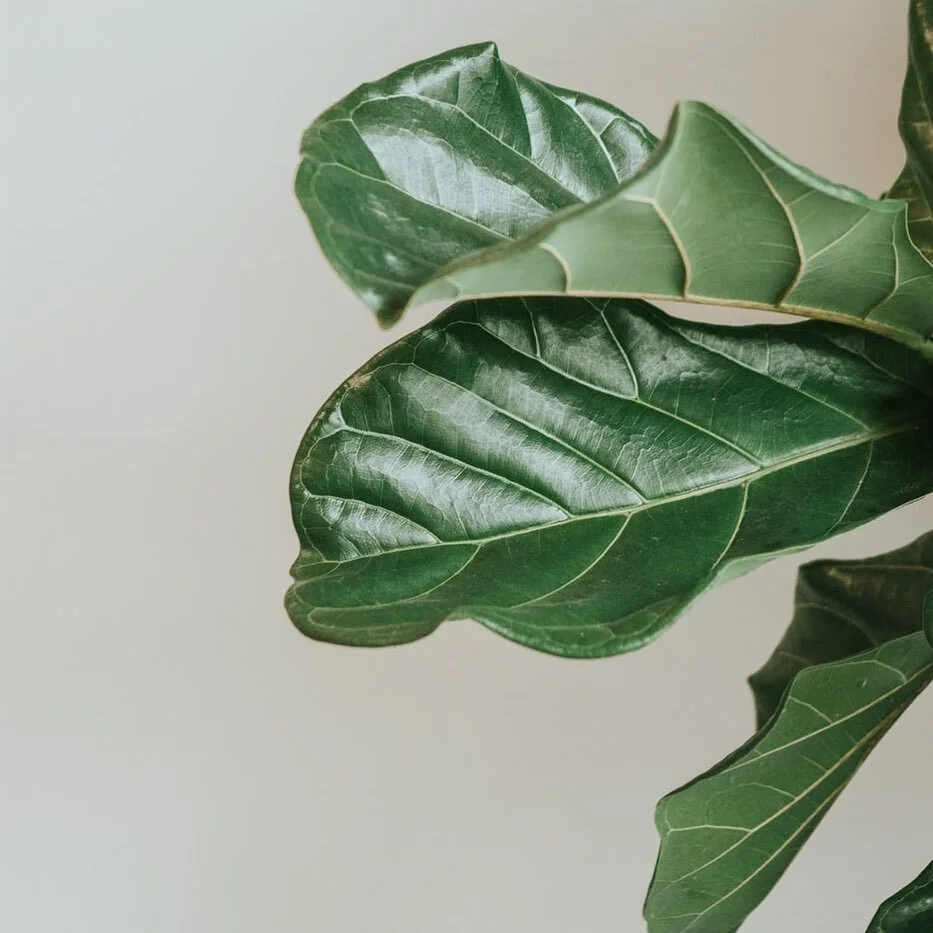 Ilu Hub was born through a true passion for nature harnessing the healing powers of plants and utilising their benefits to correct and treat the skin. You can be sure that all the retail ranges and products used in salon are only made from the highest quality, plant-based ingredients🌱

_______________
#naturalandorganic #plantpowered #giftsfromnature #pureingredients #wanakabeauty #plasticfreewanaka #iluhub