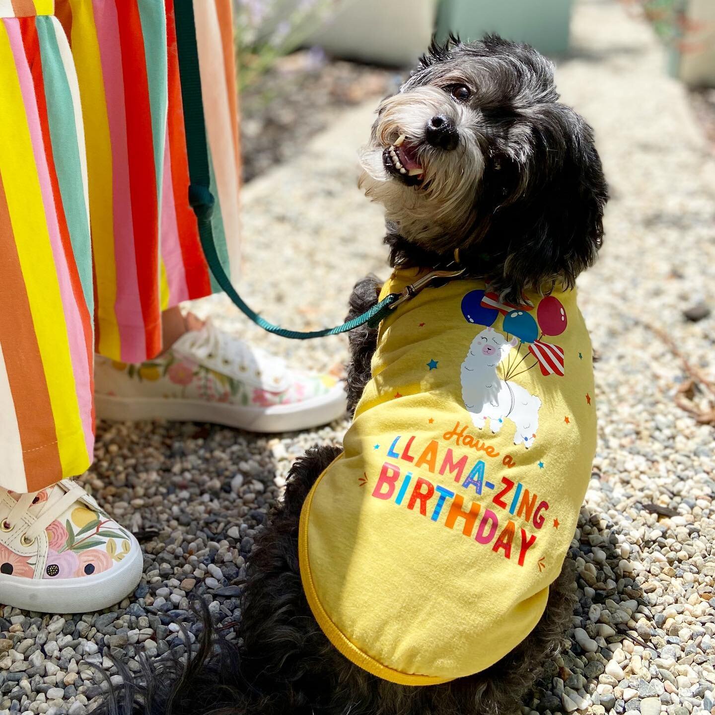All smiles as we celebrate my llama-zing bestie&rsquo;s 12th birthday!!! ❤️🧡💛💚💙💜 I&rsquo;m furever grateful we become more codependent with each passing day. 🎉🎂🍦🥳 📸:@kristaskehan