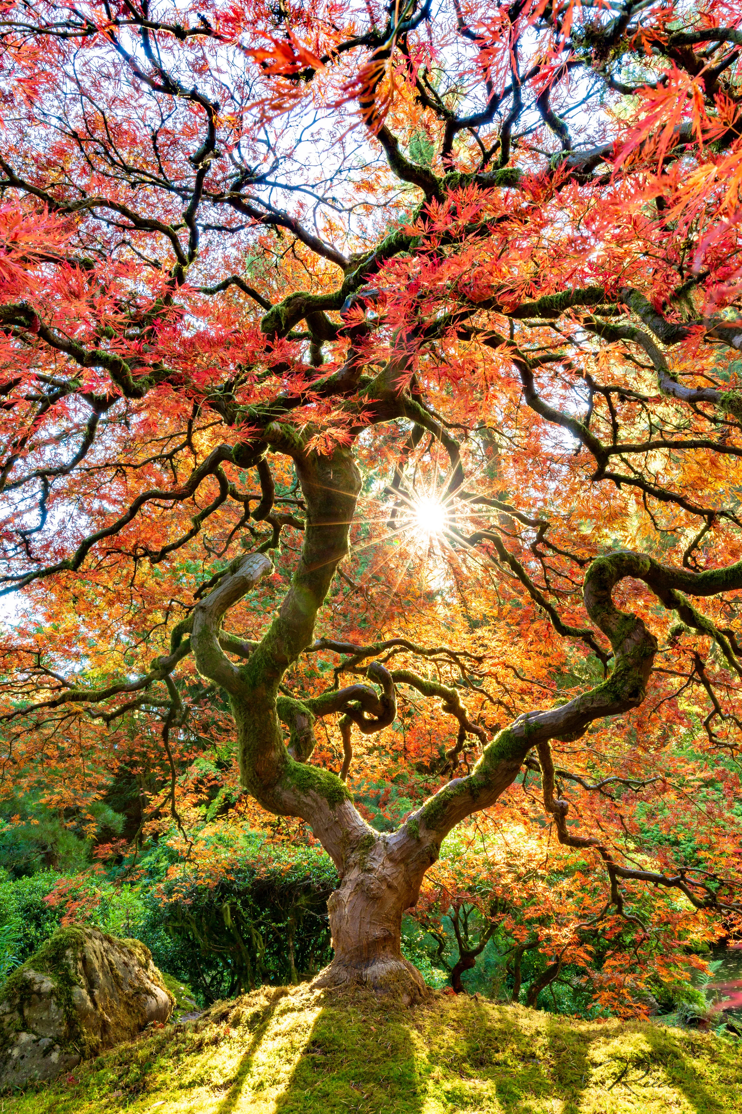 Twisted Zen Sunburst