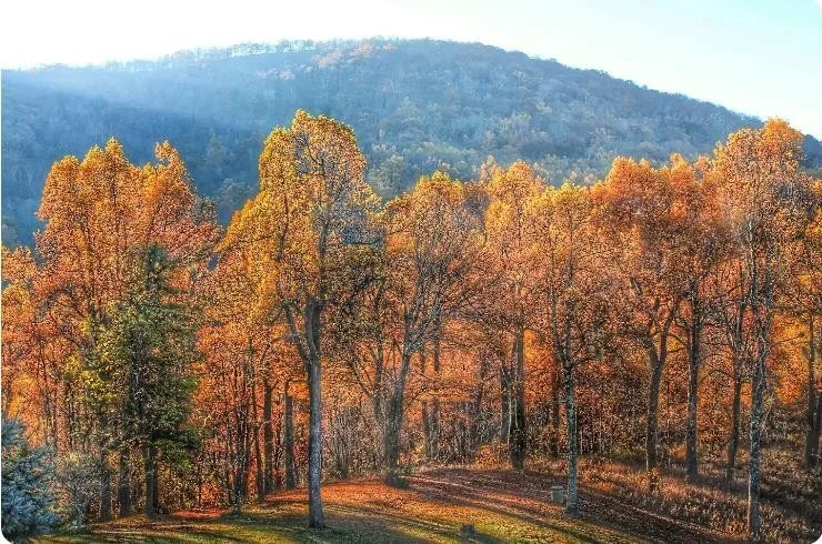 Bearwallow-Mountain-Poplars-trees.jpeg