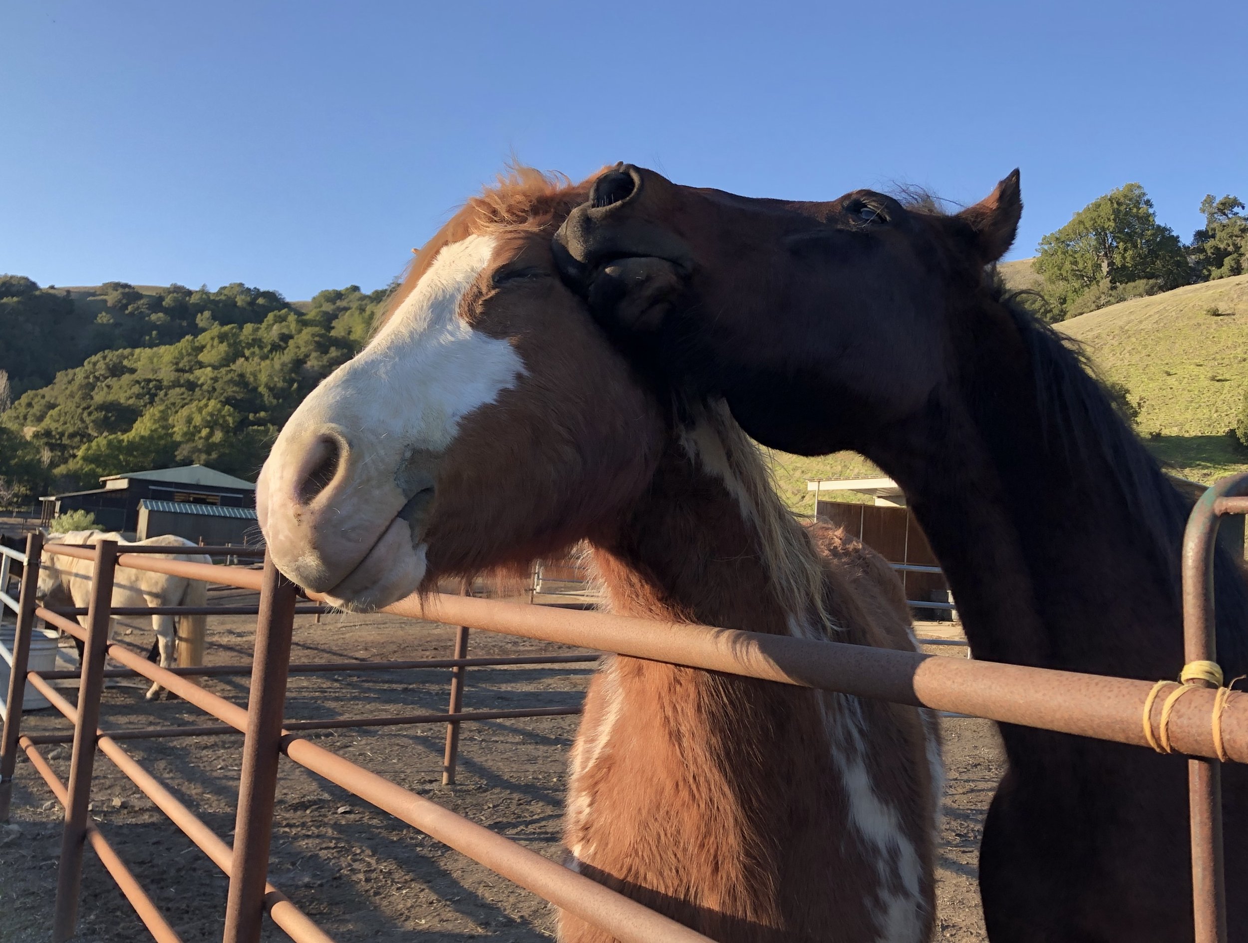 FINDING JOY IN PINK, HORSES AND SLEEPING THROUGH THE NIGHT