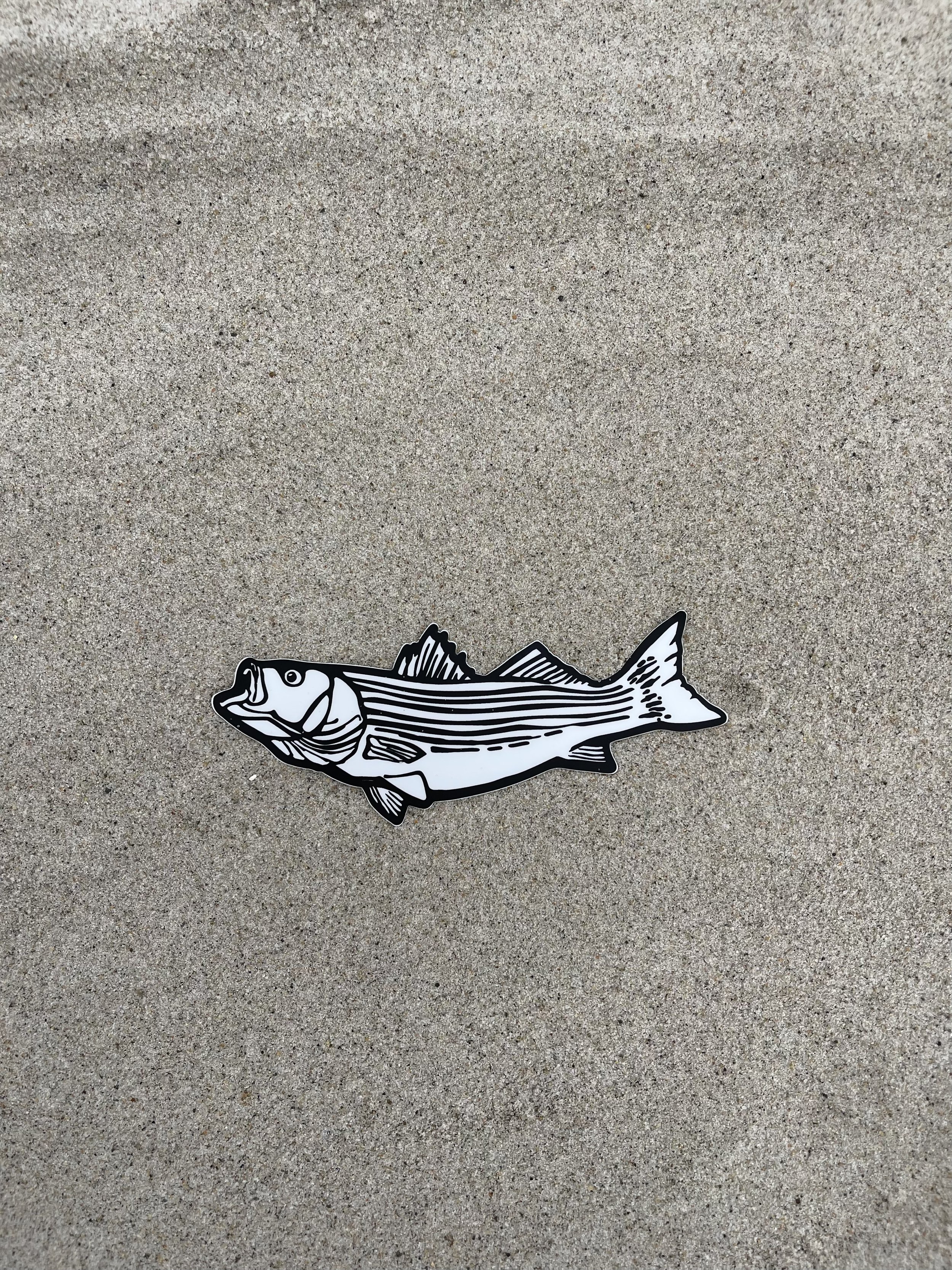 Striped Bass