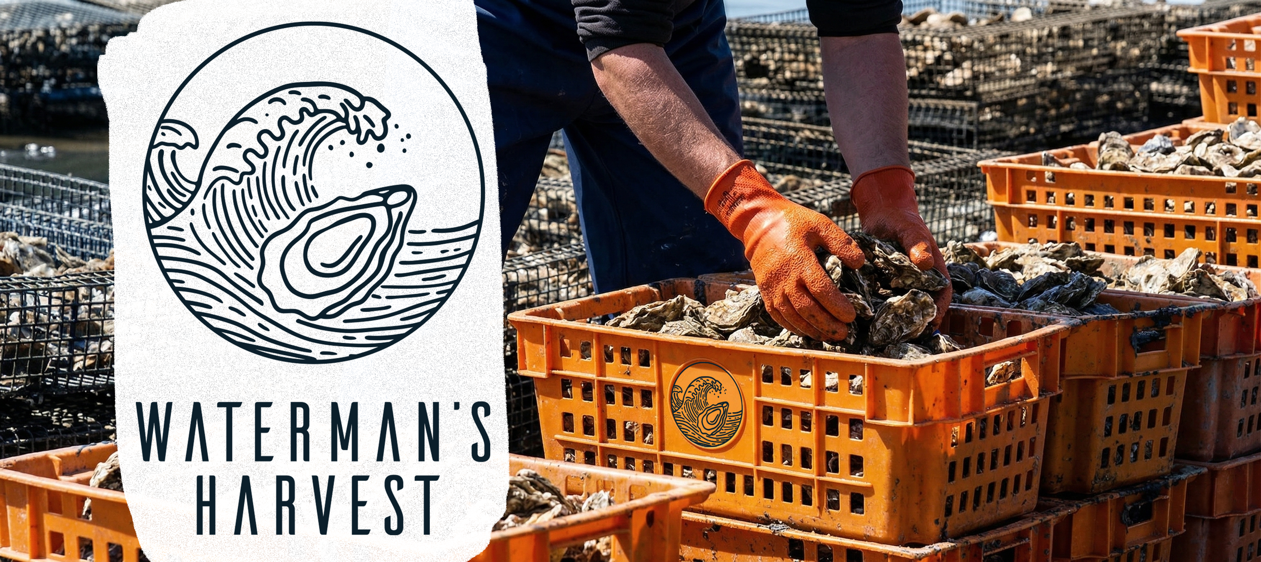 Waterman's Harvest oyster farm logo design by Design Refinery® — New England coastal line art mark featuring an oyster and wave illustration