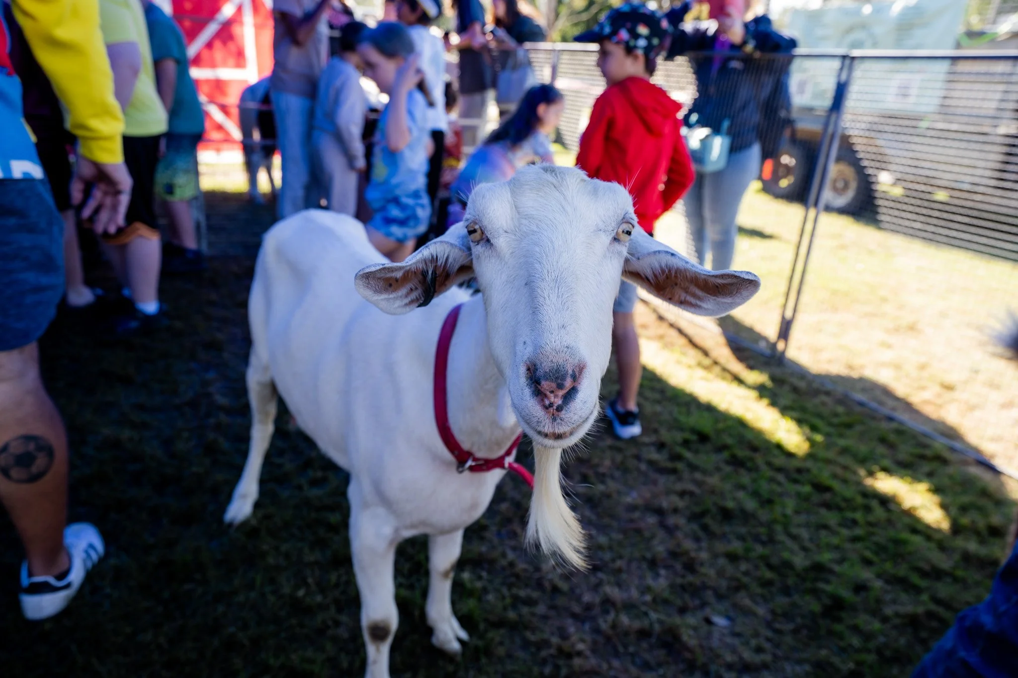 Inala Community Festival_LR_41.jpg