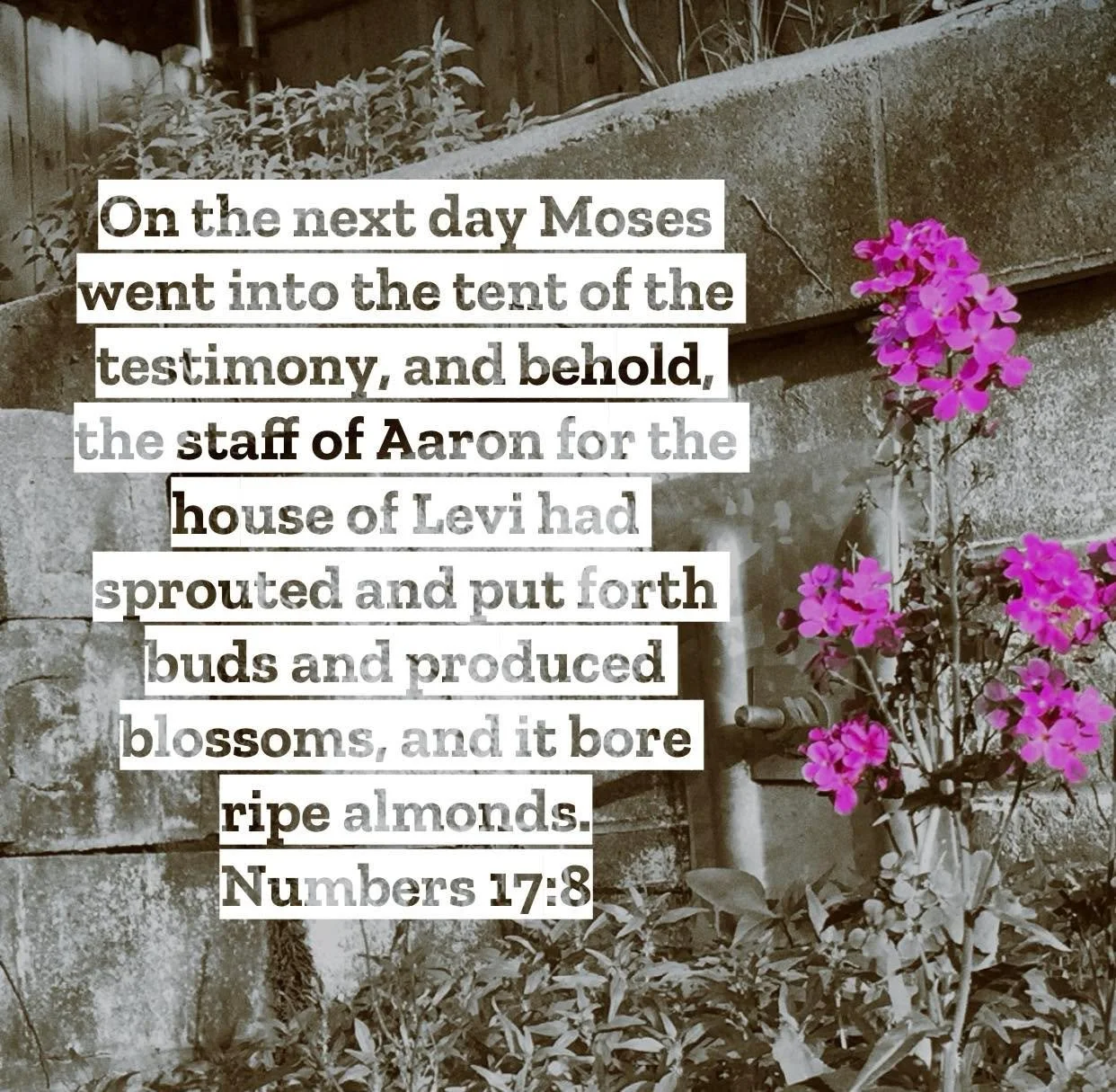 Numbers 17 &ndash; Pastor Mac Daily DEVO
 
On the next day Moses went into the tent of the testimony, and behold, the staff of Aaron for the house of Levi had sprouted and put forth buds and produced blossoms, and it bore ripe almonds. Numbers 17:8 -