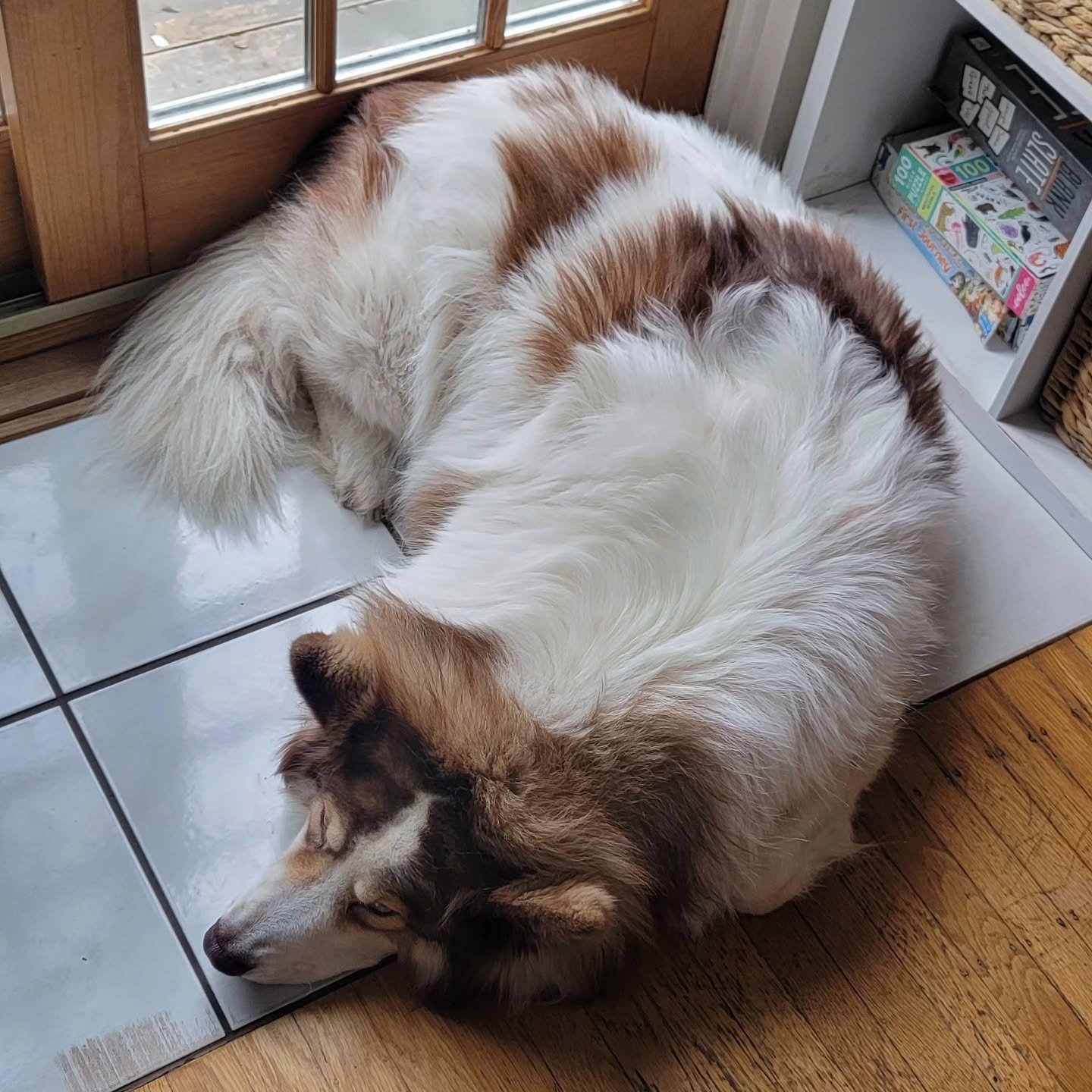 When you're wondering where the tumbleweeds of fur are coming from, then you see this big boy in the other room. 

This is Marshmallow! Fitting name for the softest and sweetest guy ever.

We'll gladly vacuum all your fluff for you, Marshmallow.

#Pe