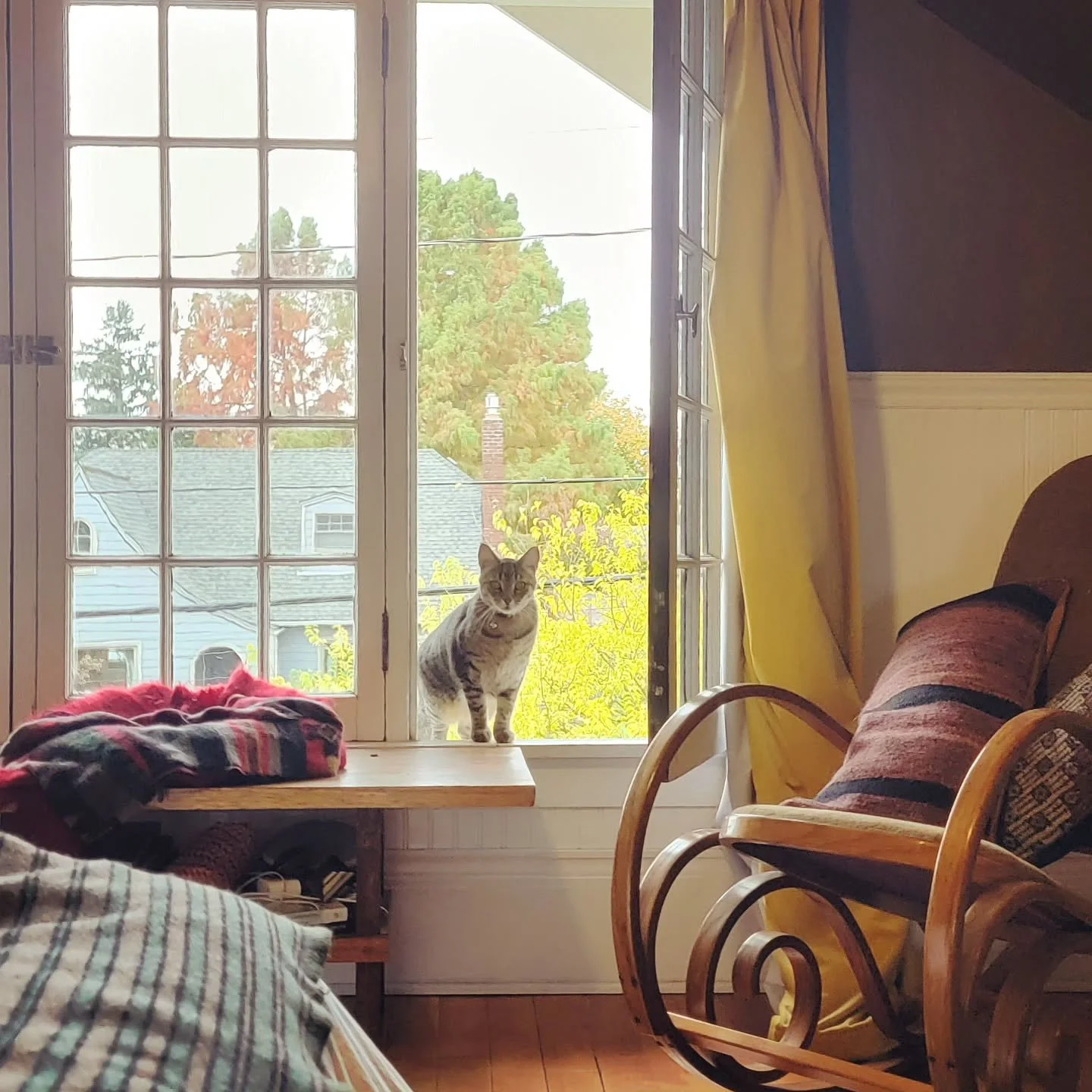 I felt like I was in a Ghibli movie when this cat popped in through the window at our cleaning the other day! Thank you for blessing us with your presence, little one 🩶

☁️☁️⛅️☁️☁️🌩☁️☁️🌧

#PeachyPets