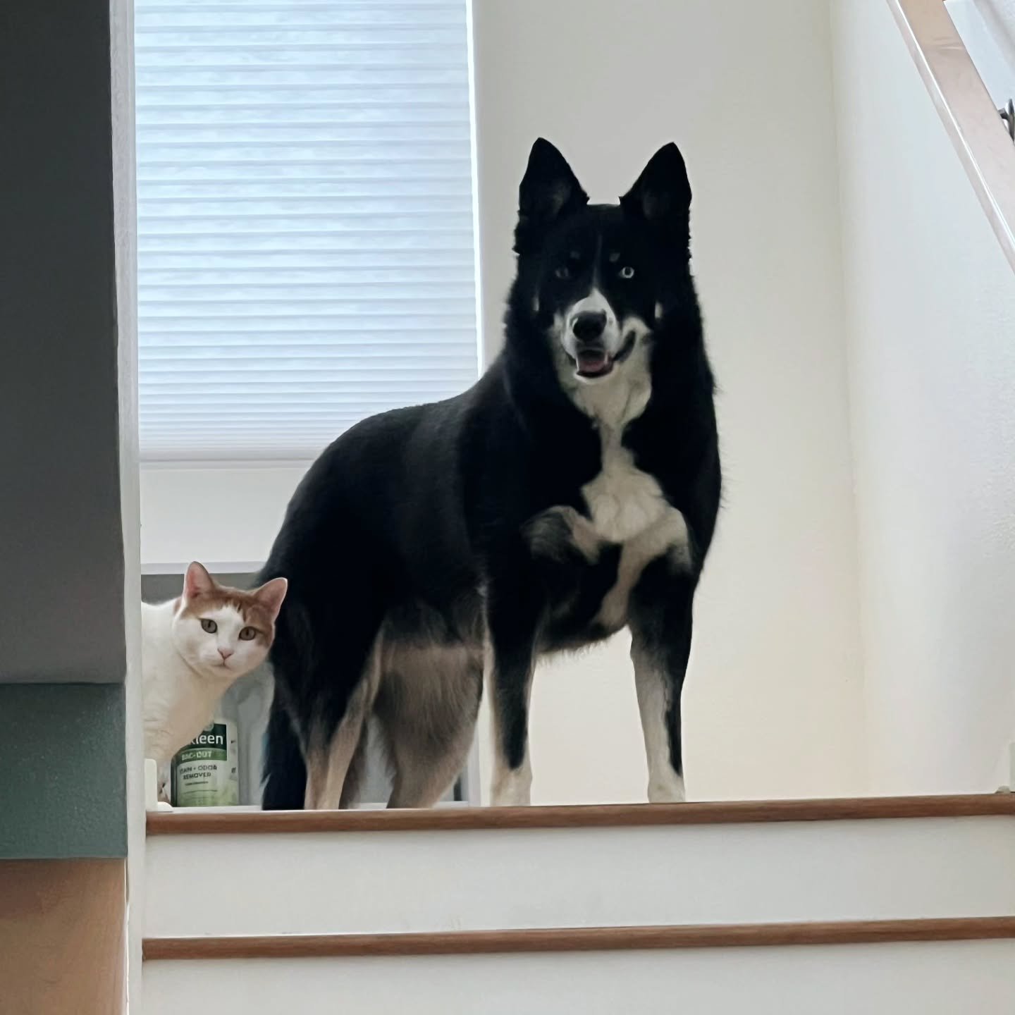 The culprits behind the before/after pic we posted of the stairs. Not pictured: 1 other feline criminal

🐾🐾🐾🐾🐾🐾🐾🐾🐾 

#PeachyPets