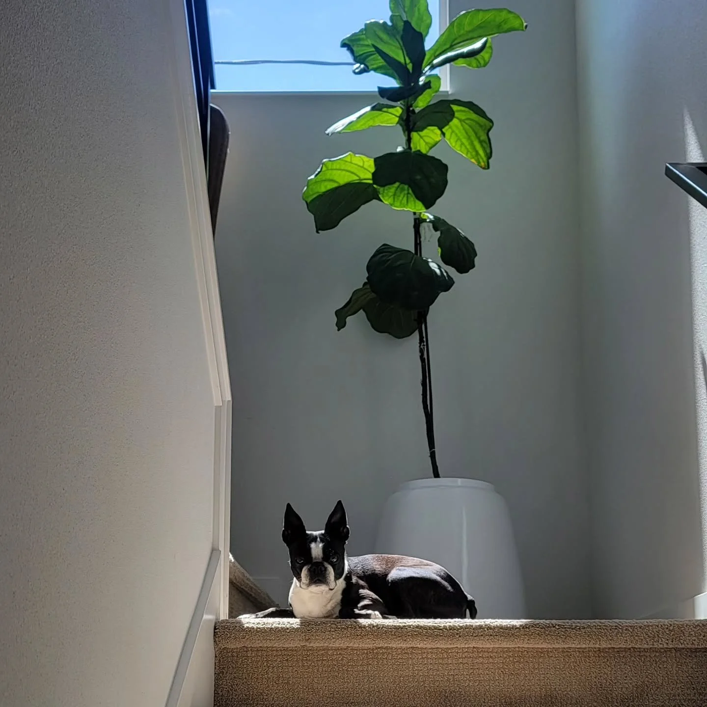 If you're feeling unsure about leaving the house while we're cleaning, don't worry. We are constantly being supervised by the furry overlords.

👁👁👁👁👁👁👁👁

#PeachyPets