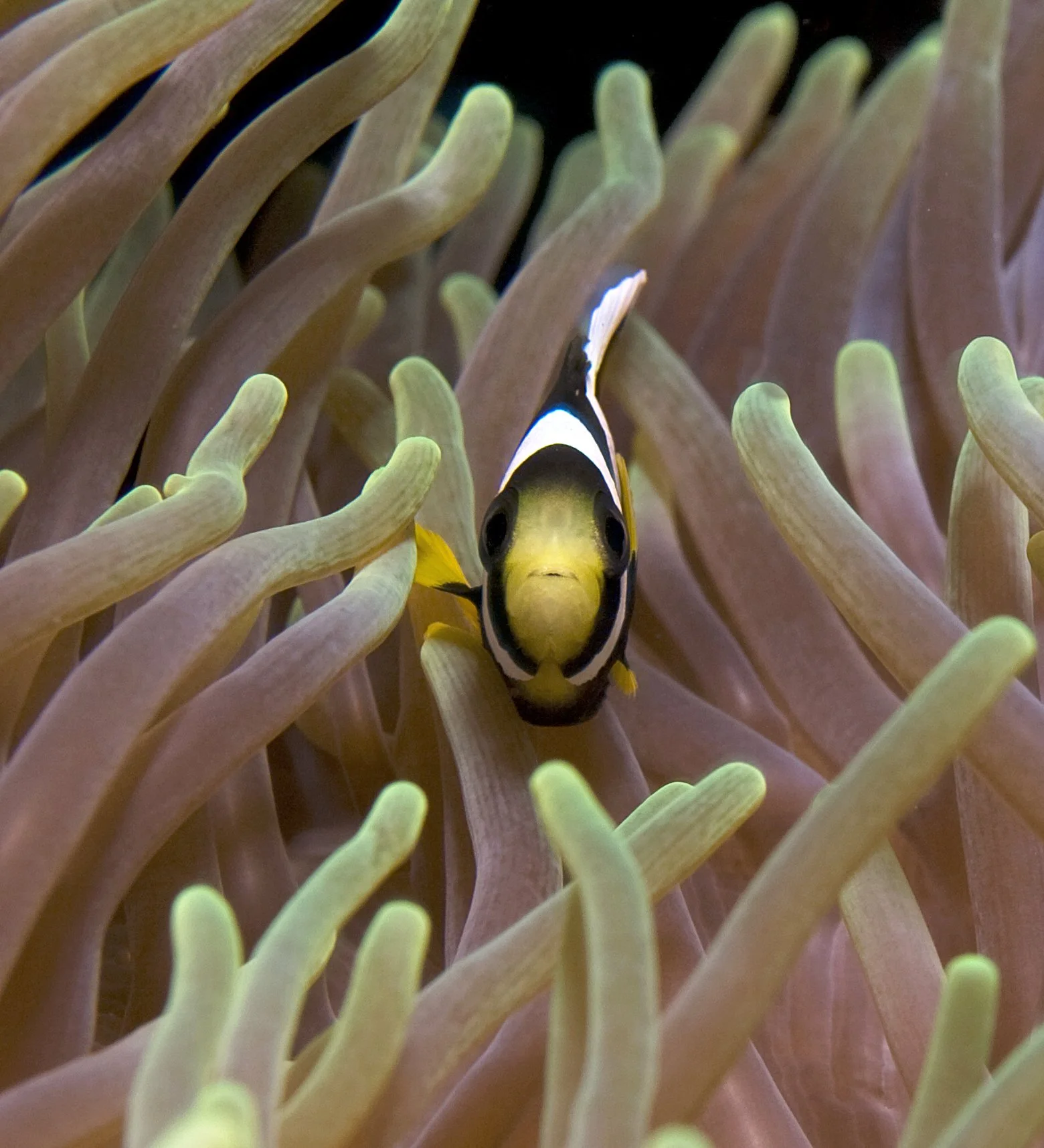 Lord Howe Clown fish.jpg