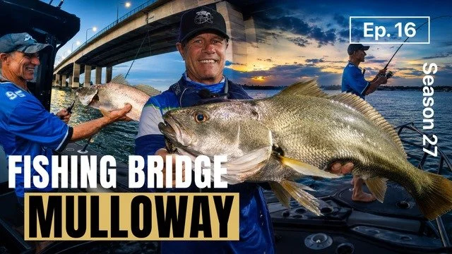 click to watch fishing bridge mulloway
