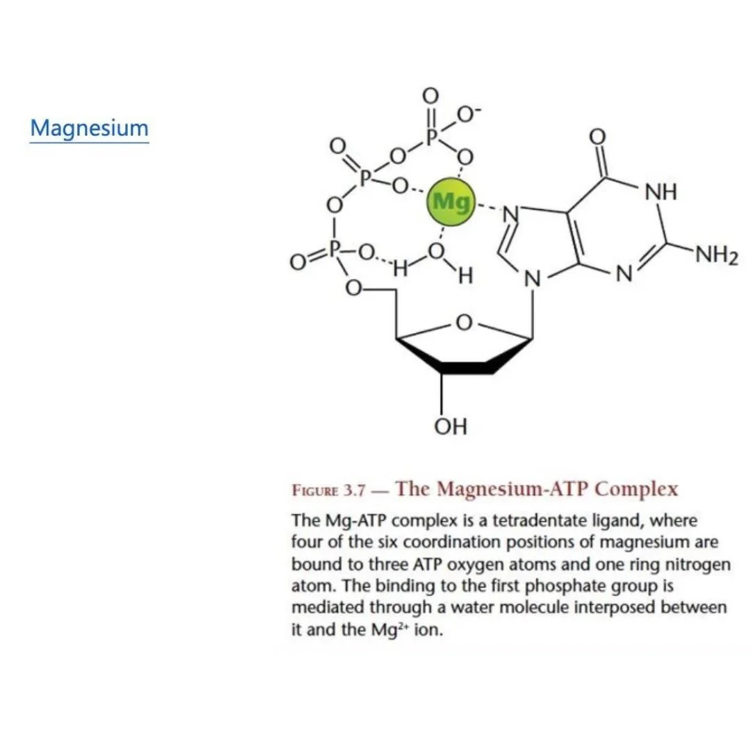 The Secret Power of Magnesium Bicarbonate Live Vitae