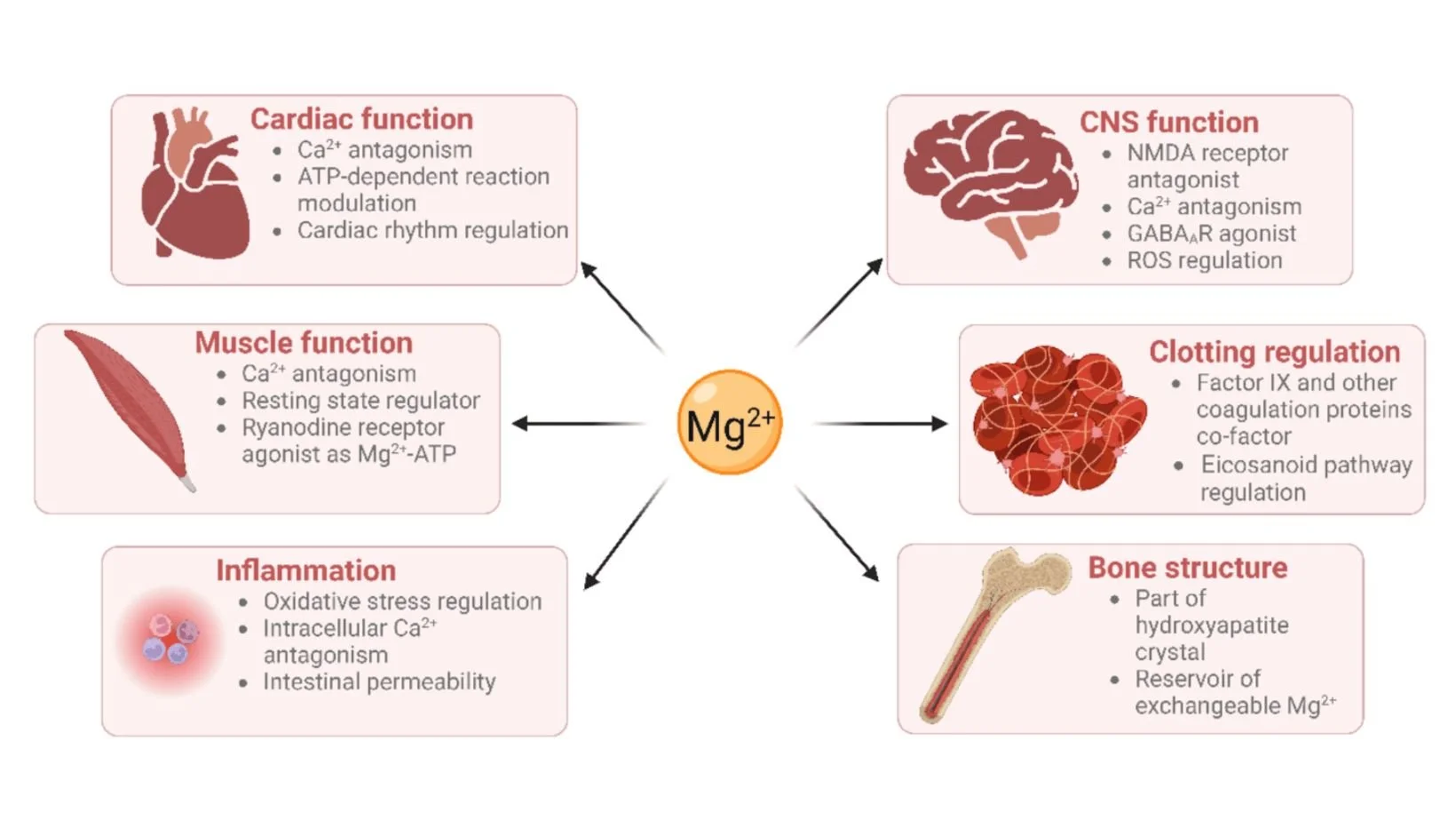 The Secret Power of Magnesium Bicarbonate Live Vitae