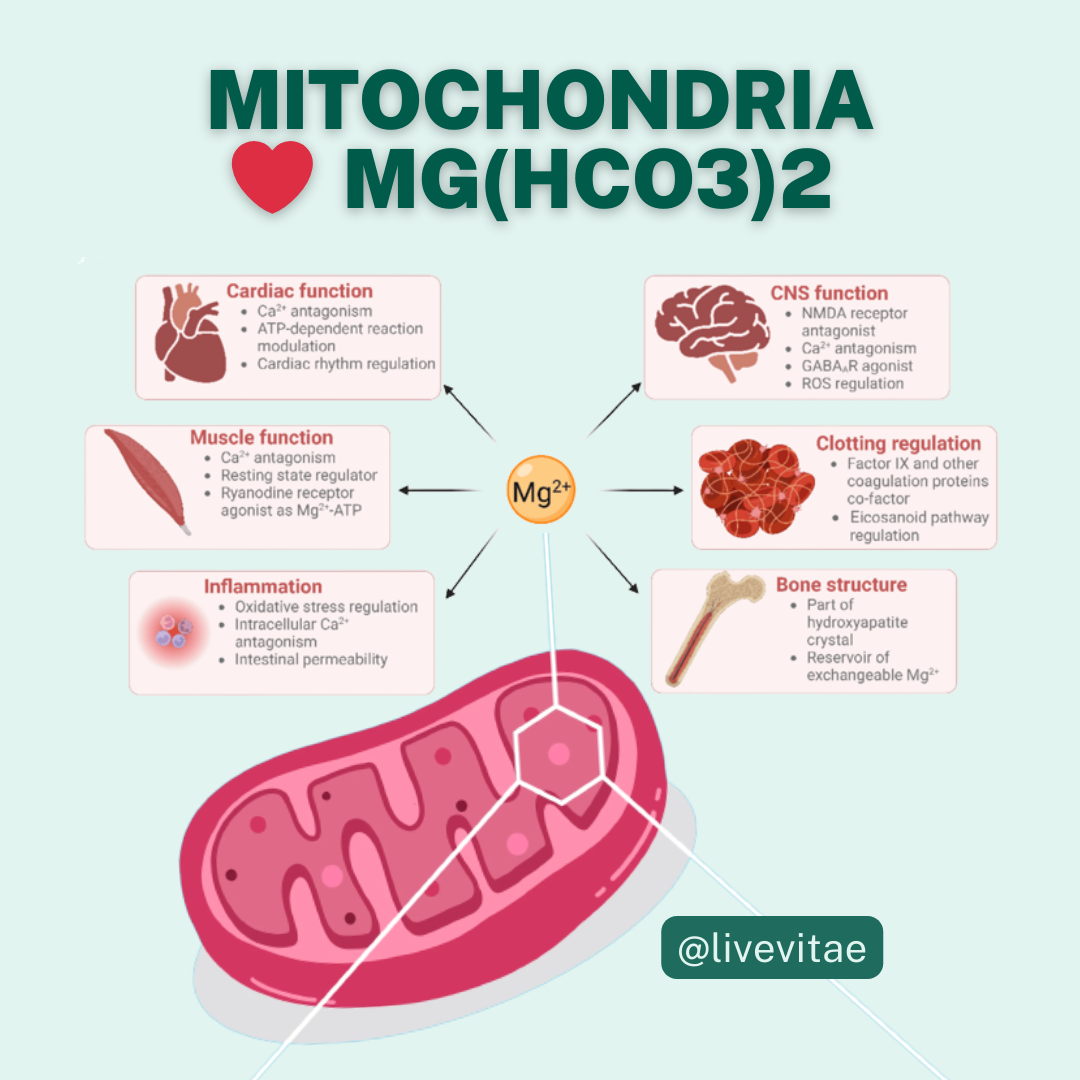 The Secret Power of Magnesium Bicarbonate Live Vitae