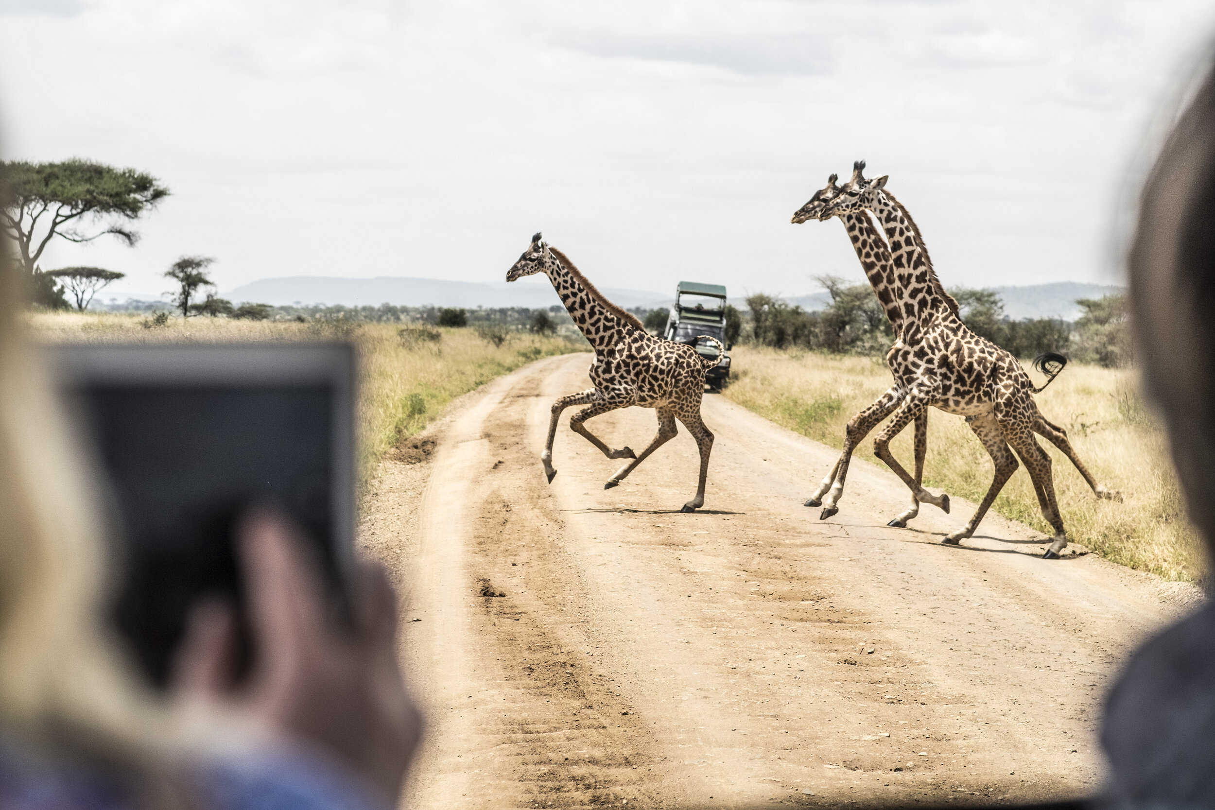 Serengeti32.jpg
