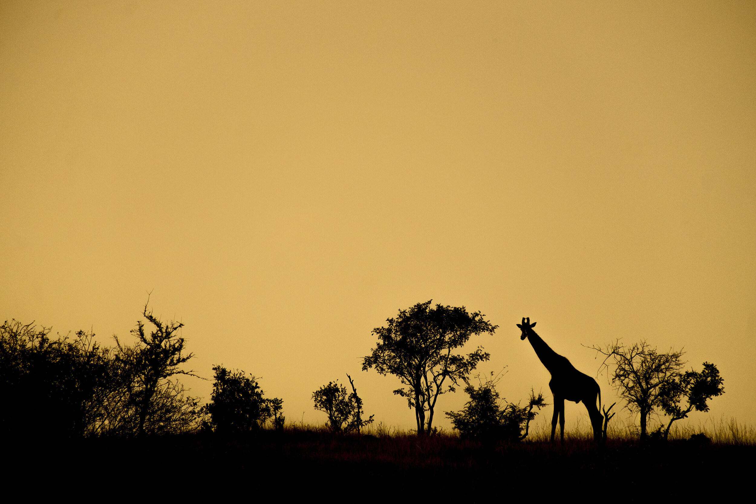 Serengeti26.jpg
