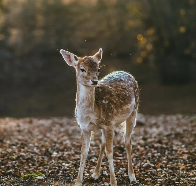 Five mindful ways to elevate your ‘Post-Holiday September Blues’.