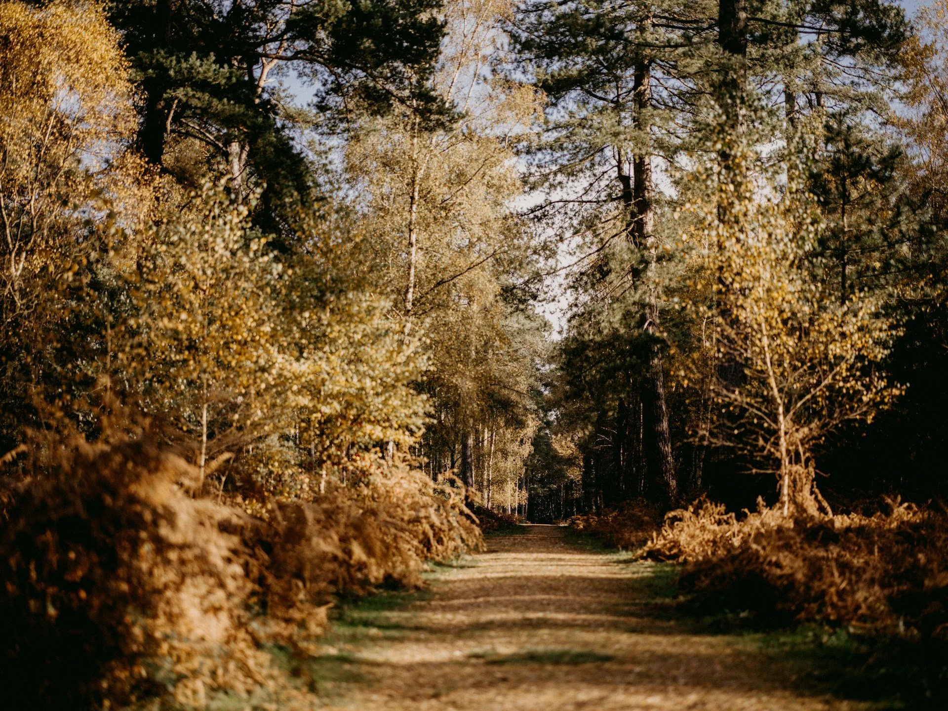 pathways-to-peace-offering.jpg