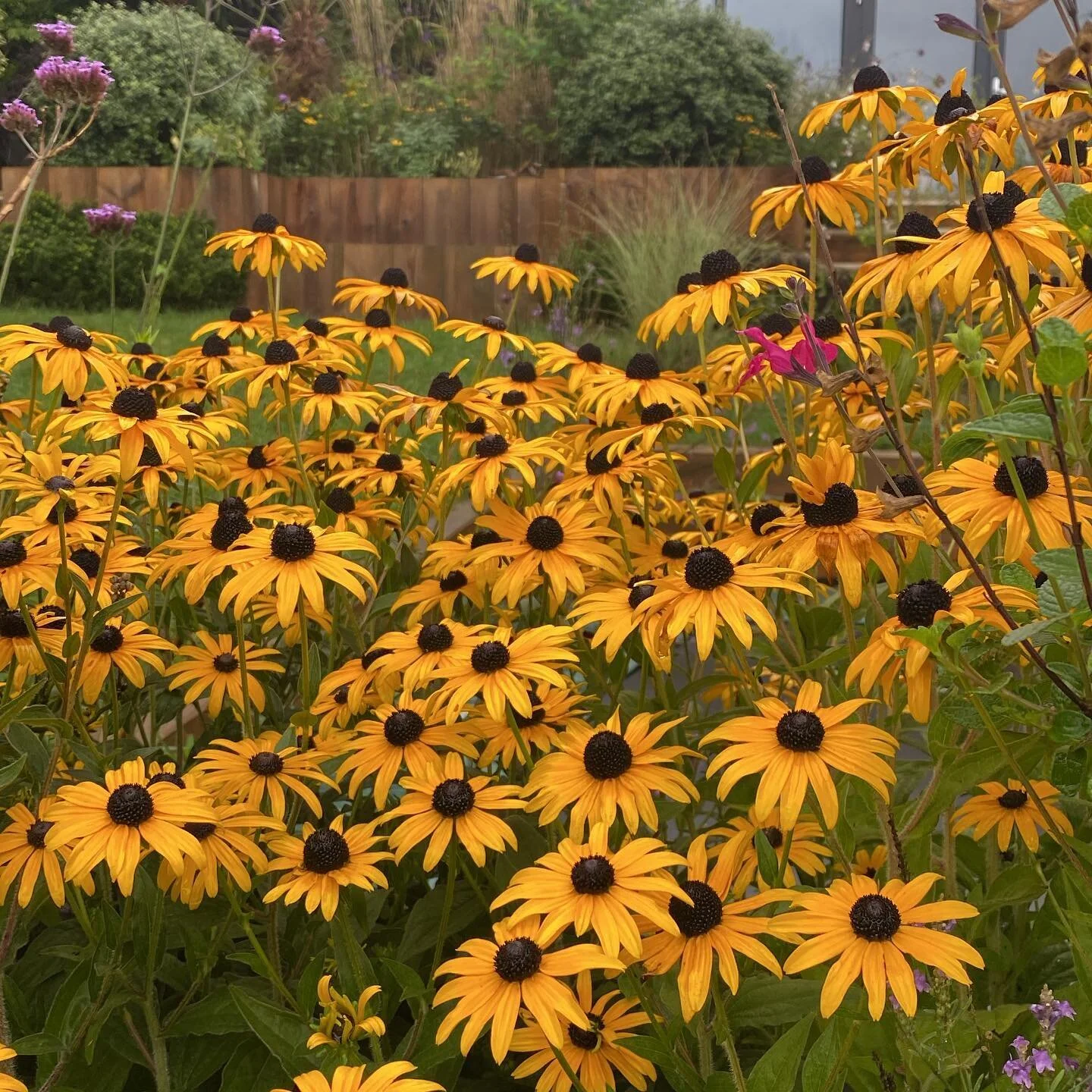 My beacon of light on a grey day #rudbeckia #autumnflowers #gardendesign #plantingdesign