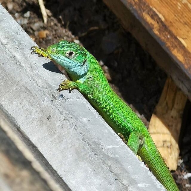 Un visitante ha venido a nuestra pradera !!