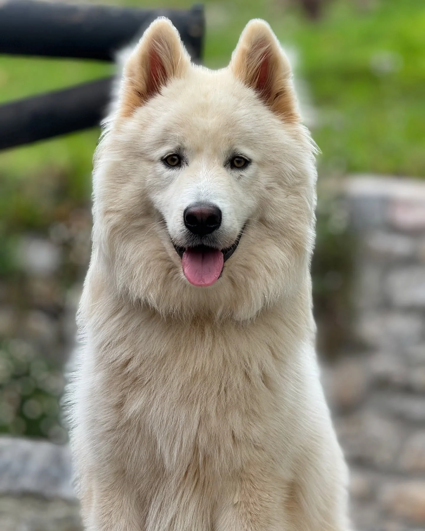 Pist&oacute;n ! 🐶🐶