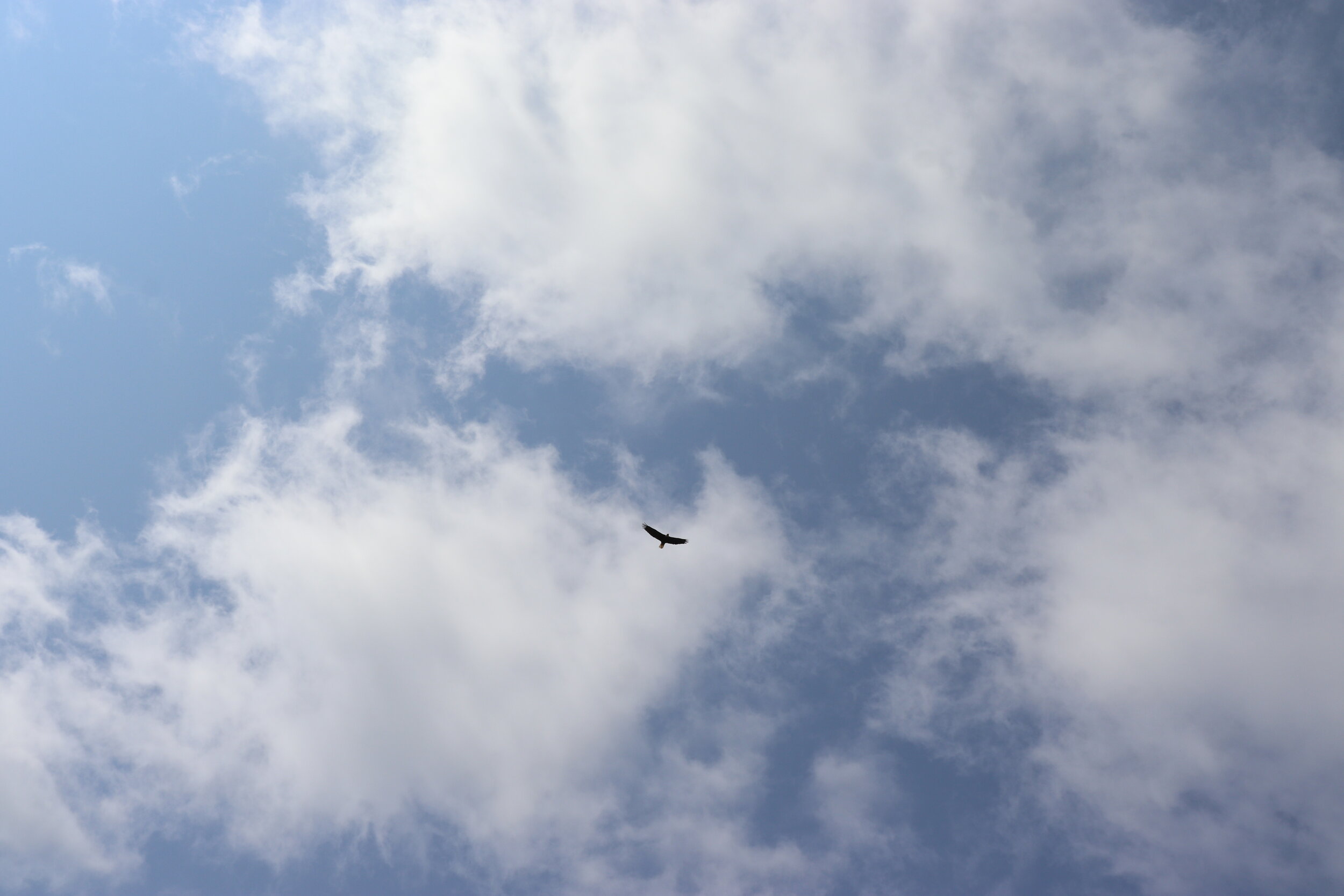  A bald eagle spotted flying overhead 
