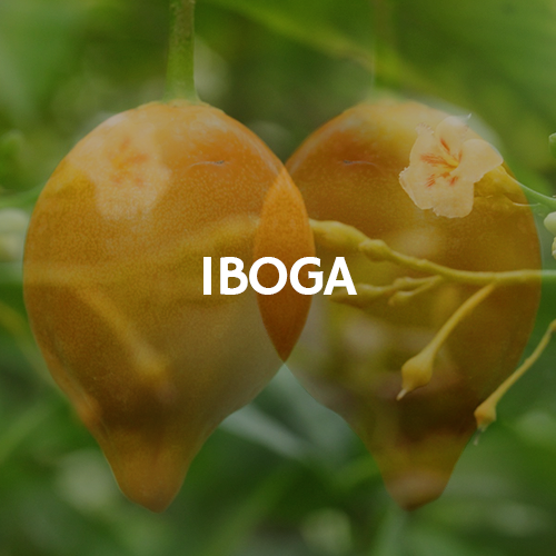 Iboga