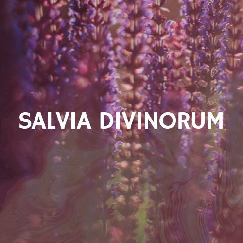 Salvia Divinorum