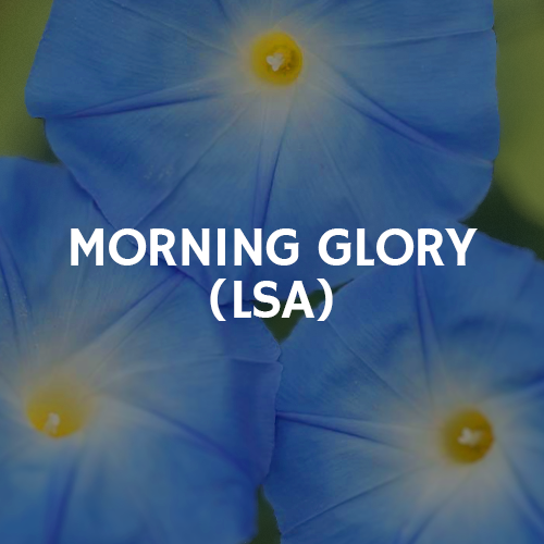 morning + glory + lsa 2.png