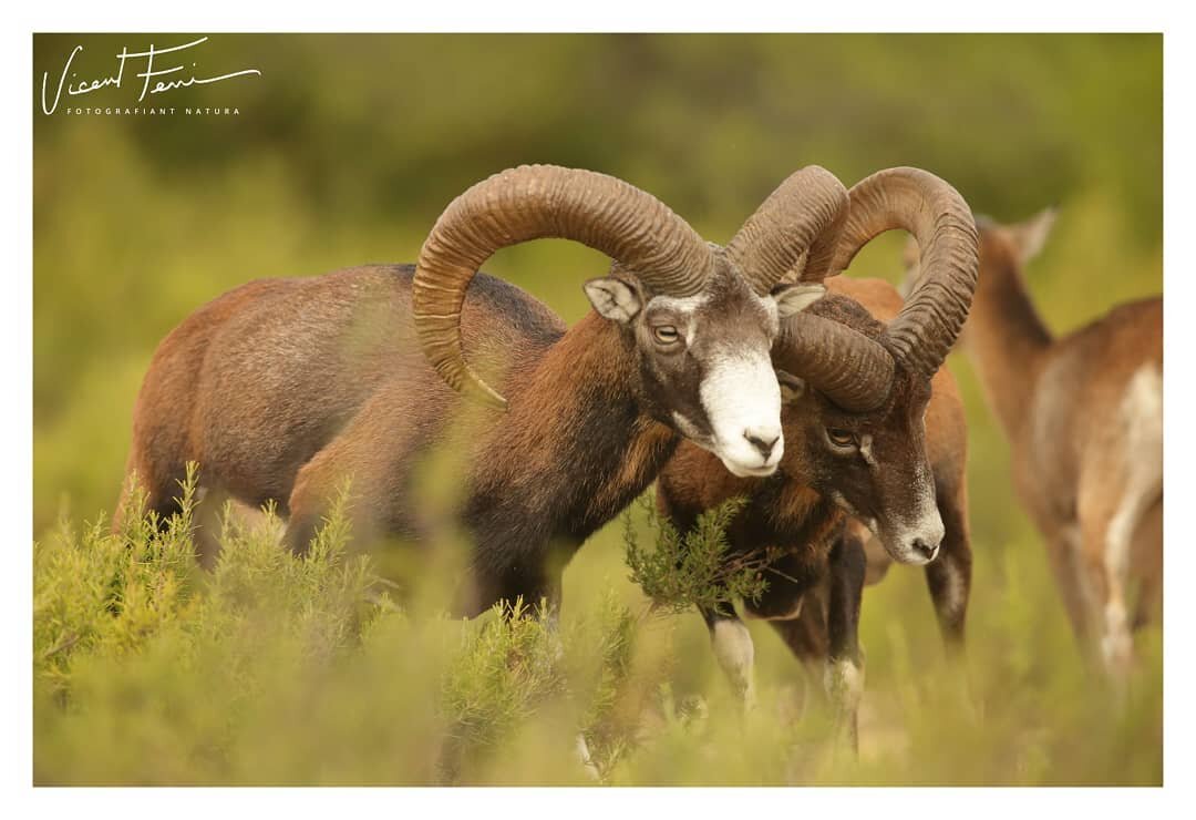 Est&aacute;n ya en pleno celo los muflones, es un espect&aacute;culo ver desde uno de cualquiera de los tres  hides sus persecuciones, sus pasiones, sus disputas y peleas en #Buixcarr&oacute; , en el P.N. de la #serrademariola 

#wildlifephotography 